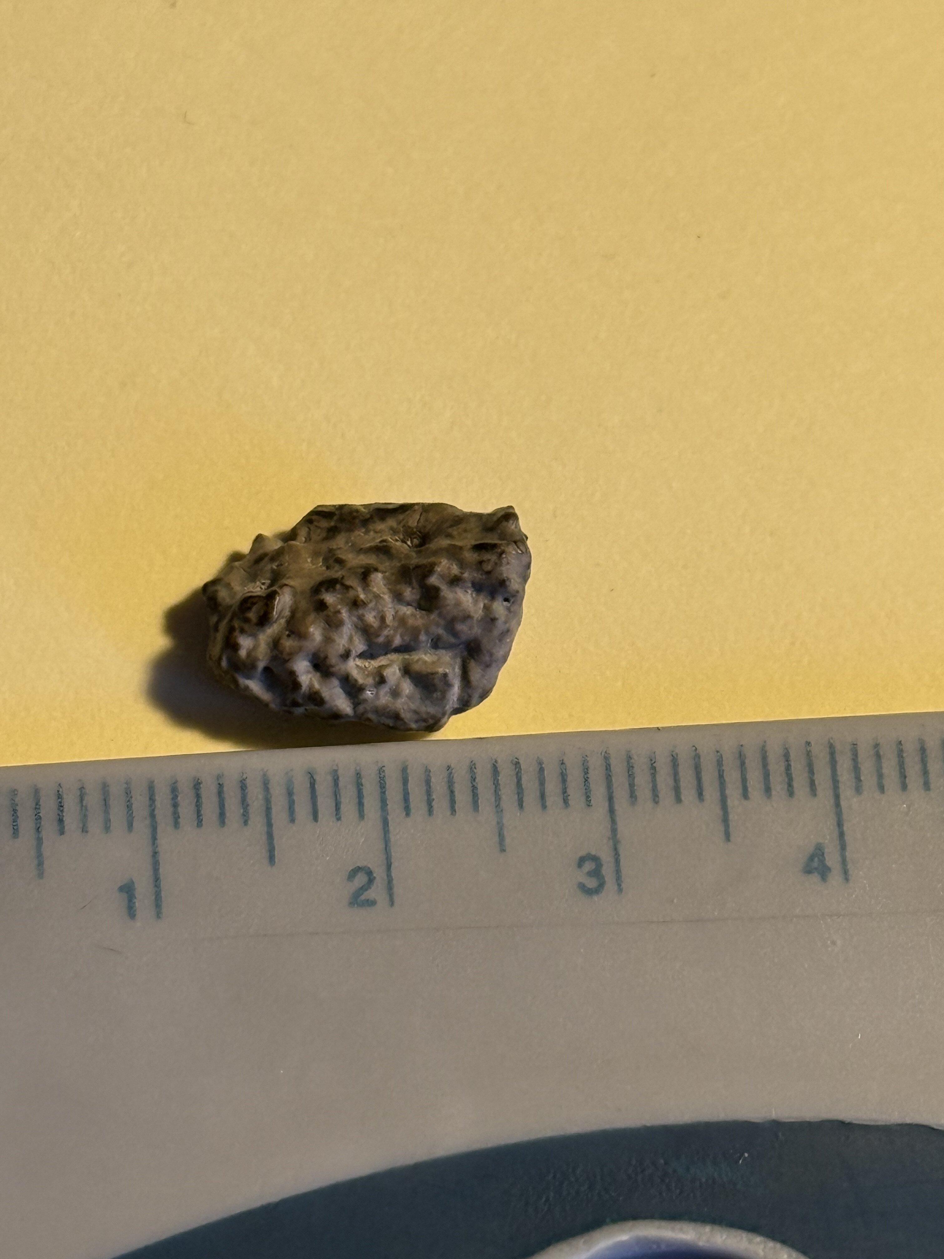 Tiny Ankylosaur Scute? Turtle Osteoderm? From The Dinosaur Park 