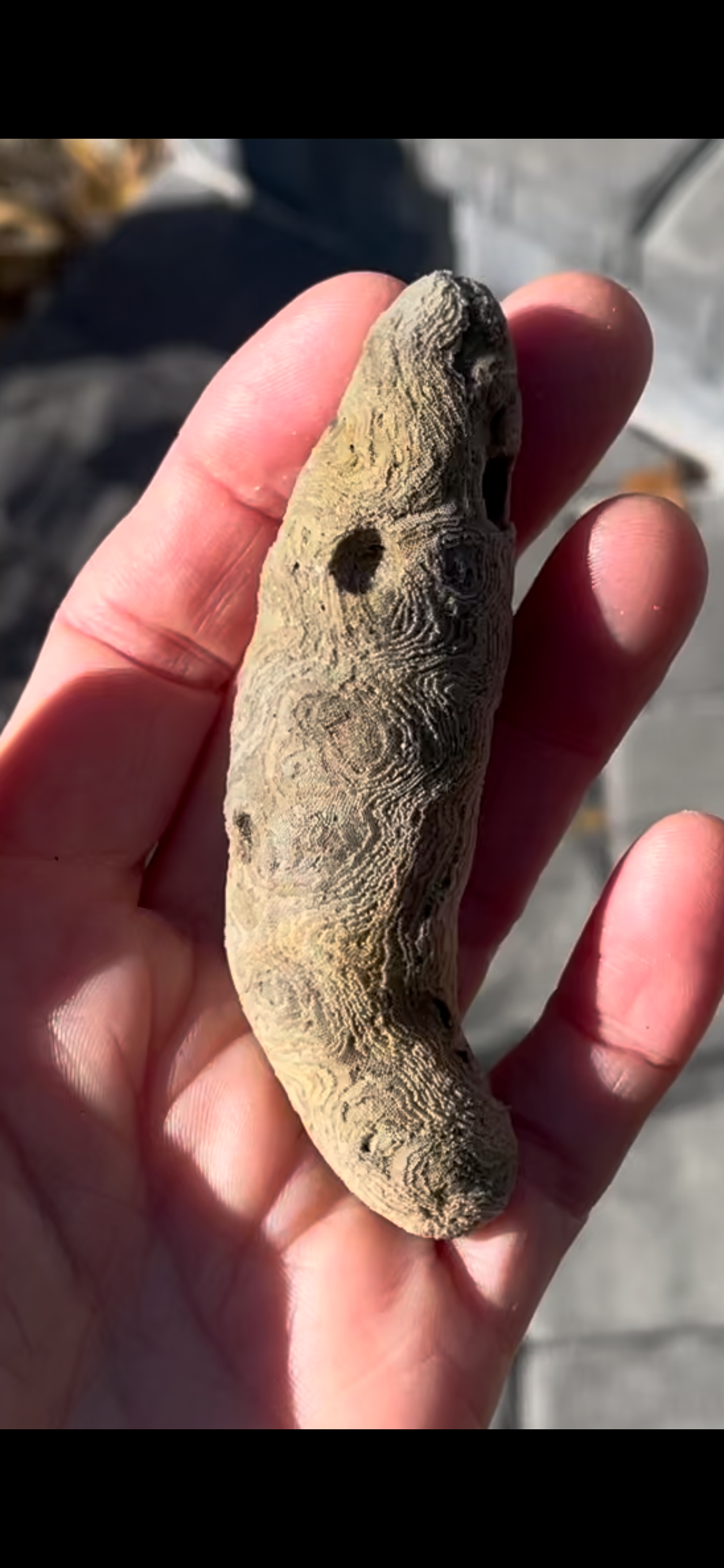 New collector, stromatolite?? - Fossil ID - The Fossil Forum