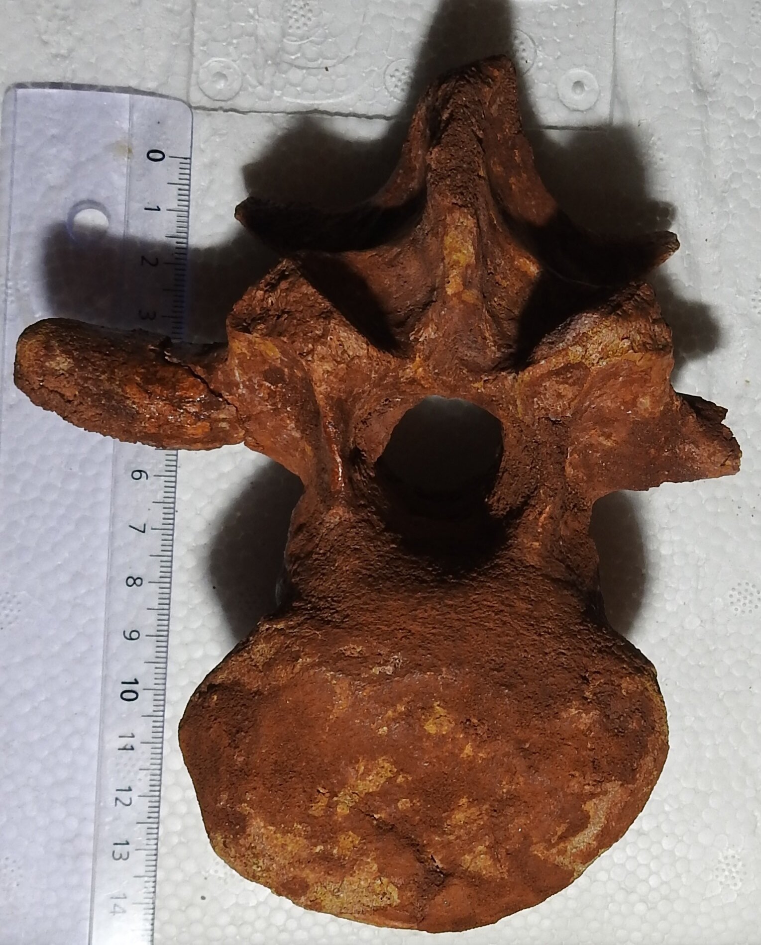 脊椎骨化石Kem Kem KEM KEM Spinosaurus Vertebra? - Fossil ID - The Fossil Forum