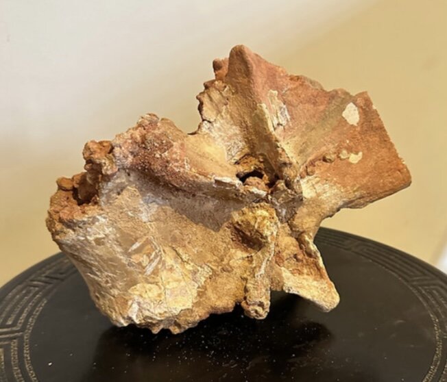 Theropod Vertebra from the Kem Kem Beds (Spinosaurus?) - Fossil ID
