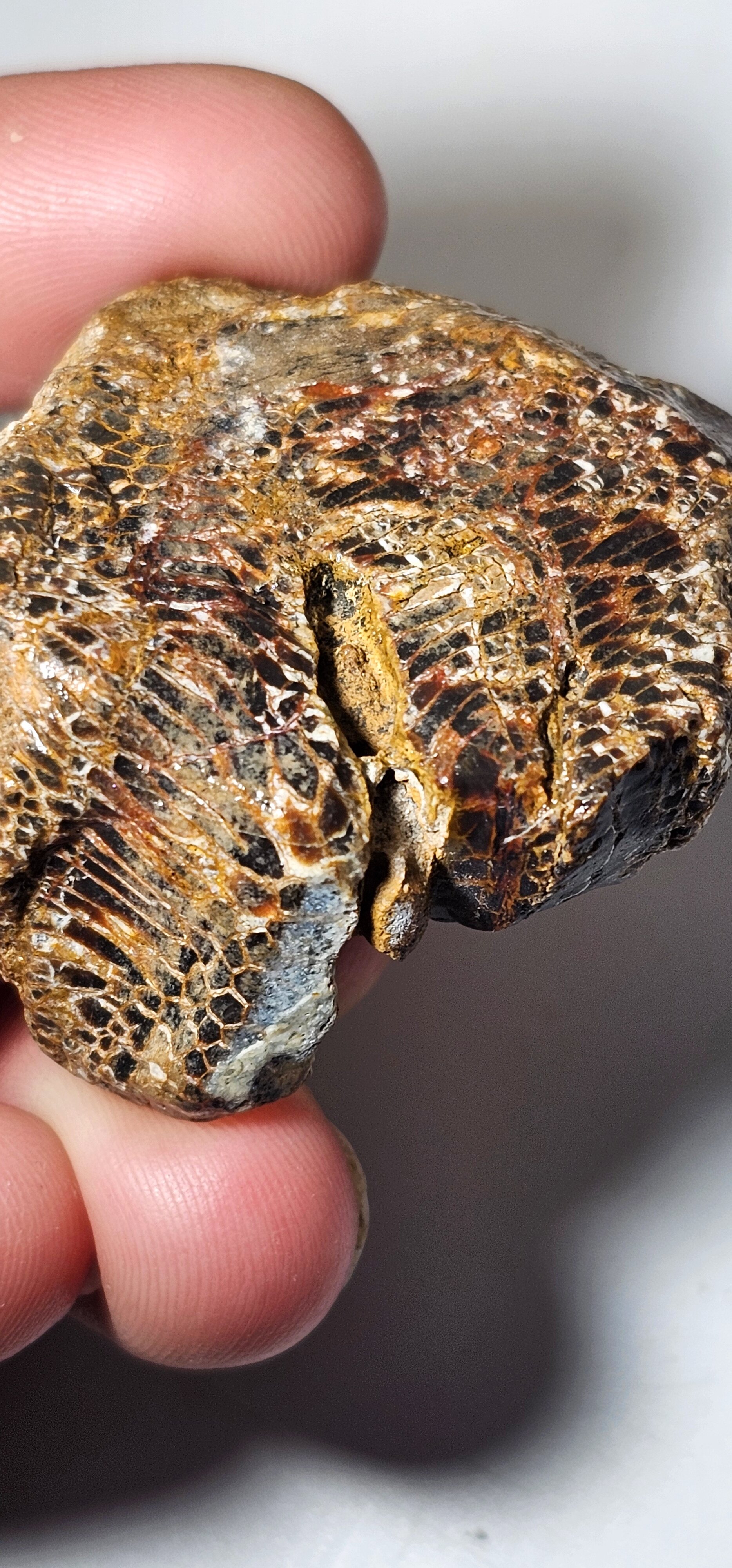 Is this a Petrified Snake or Snakewood? Kidding.but sort of not