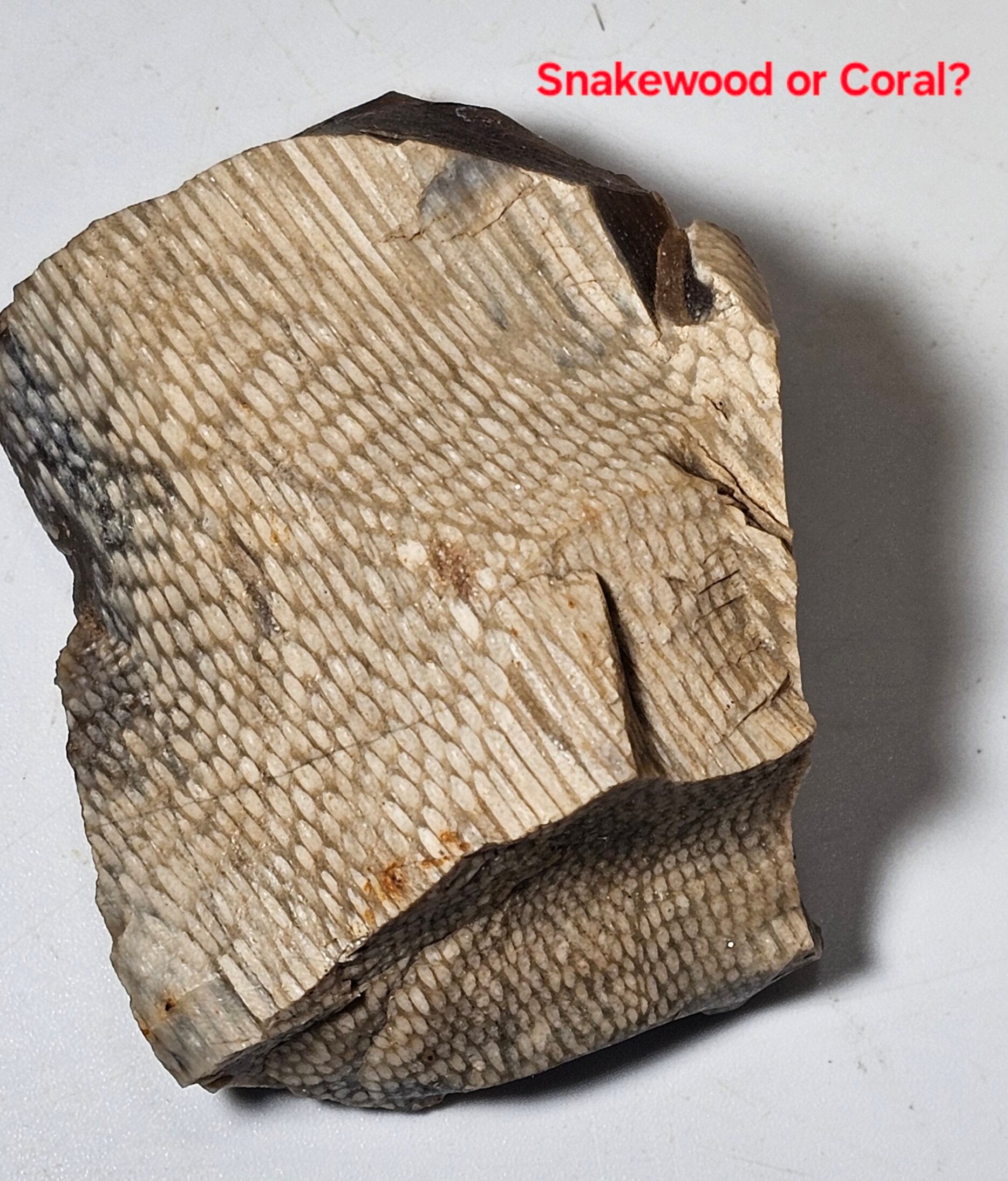 Is this a Petrified Snake or Snakewood? Kidding.but sort of not