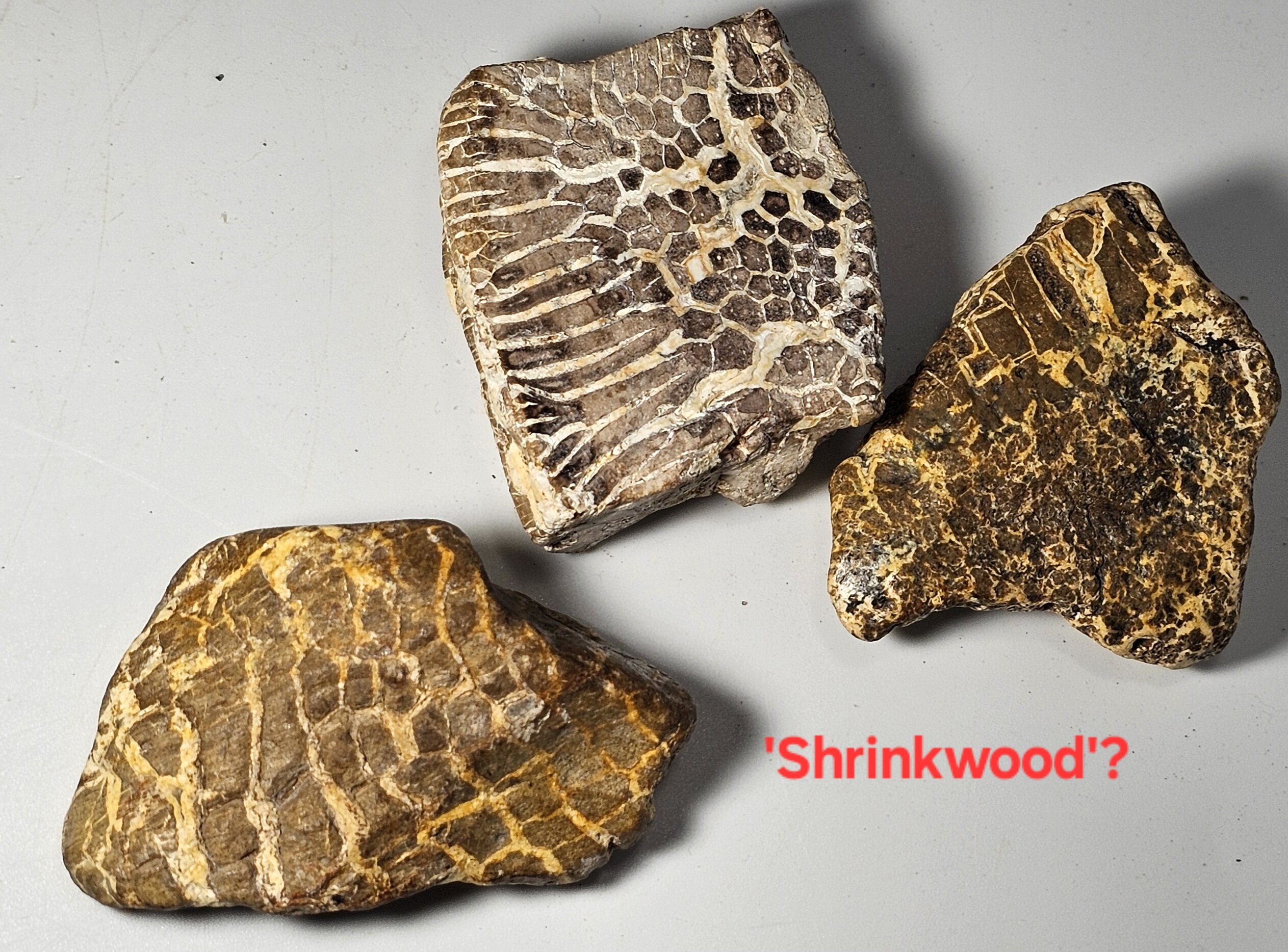 Is this a Petrified Snake or Snakewood? Kidding.but sort of not