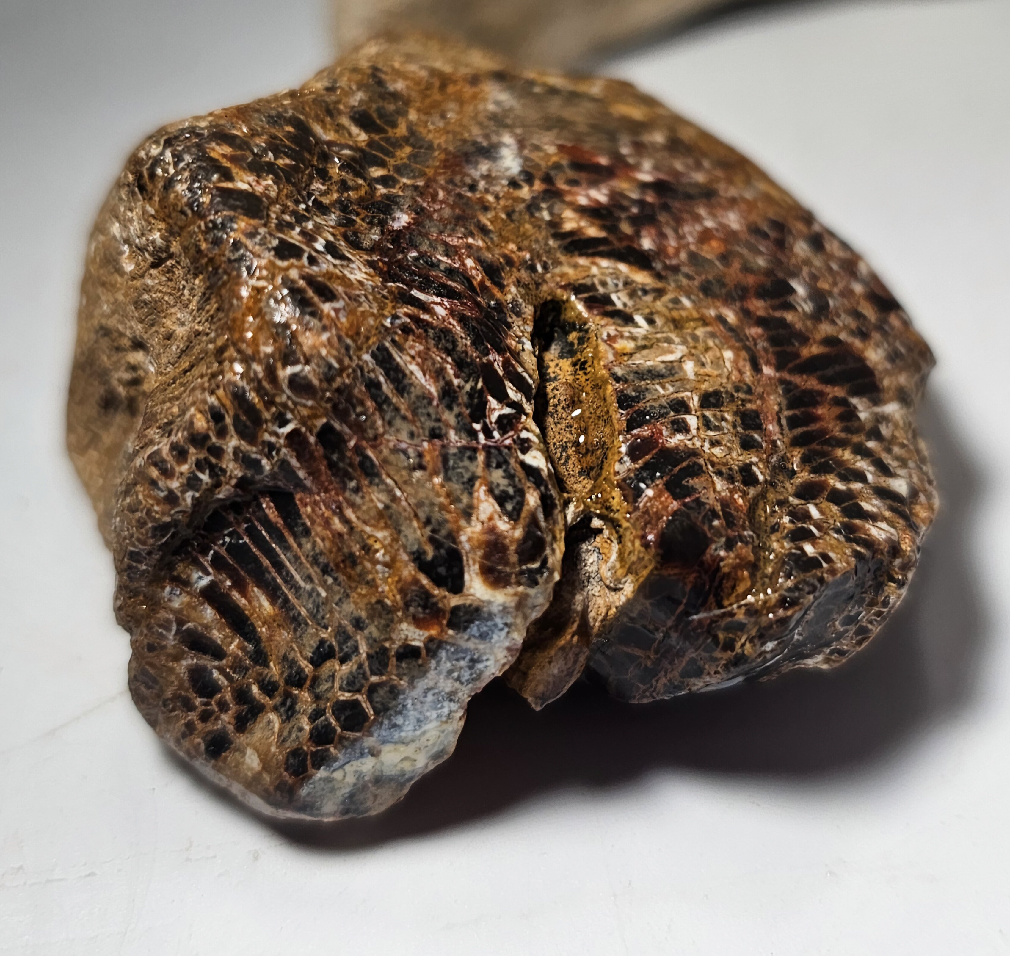Is this a Petrified Snake or Snakewood? Kidding.but sort of not
