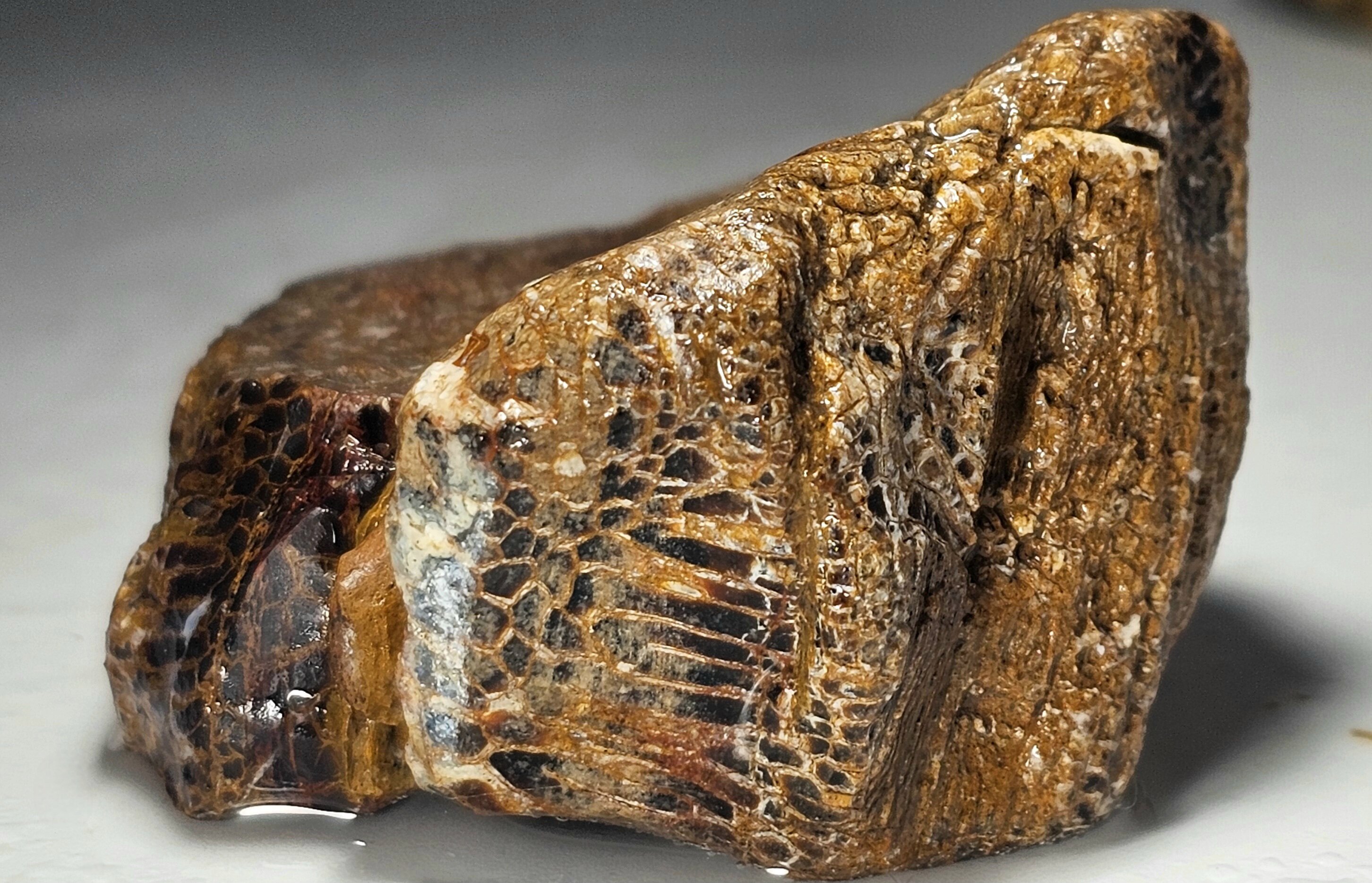 gibous×GALFY snake dog damage studs trai Is this a Petrified Snake or Snakewood? Kidding.but sort of not