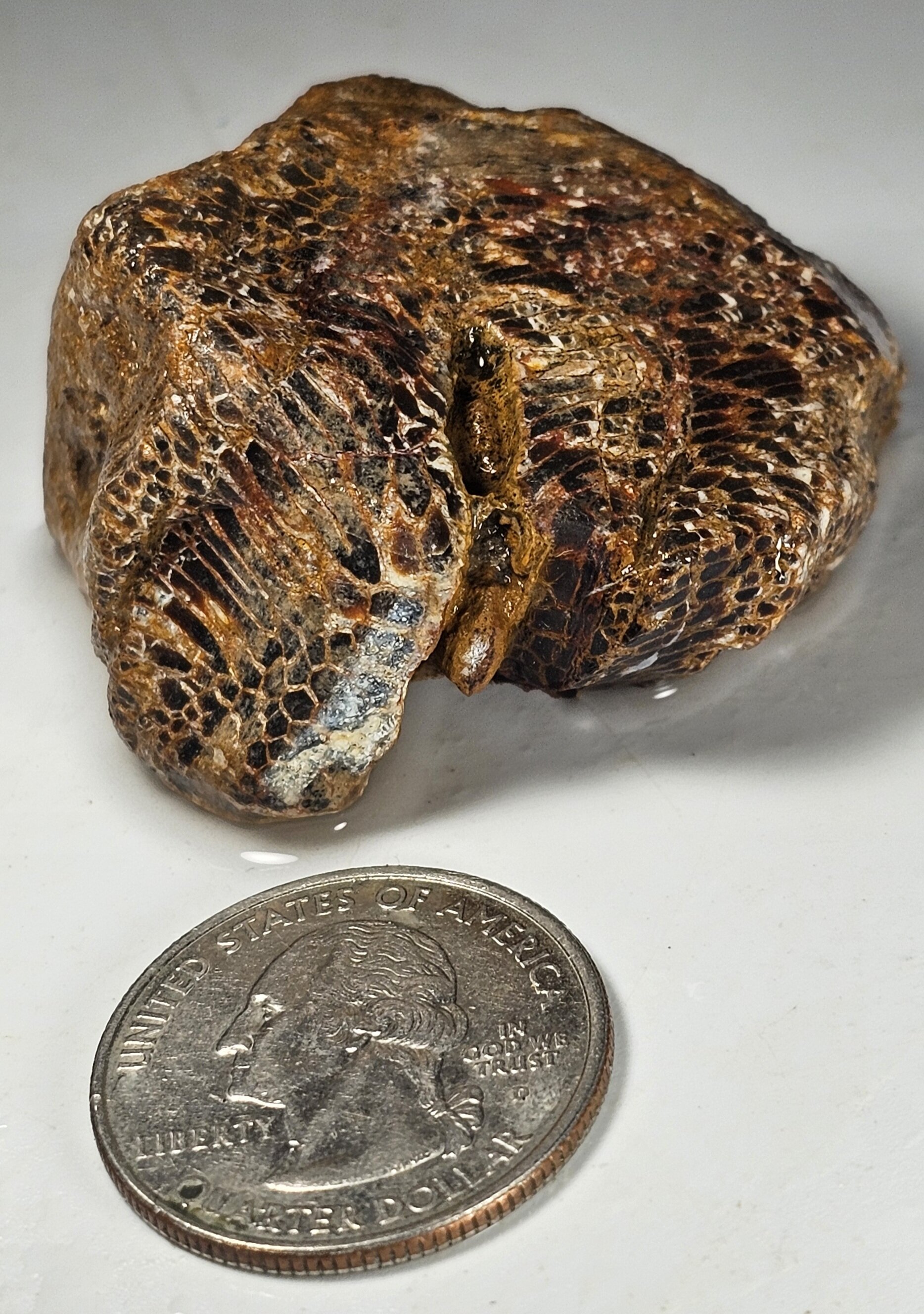 gibous×GALFY snake dog damage studs trai Is this a Petrified Snake or Snakewood? Kidding.but sort of not