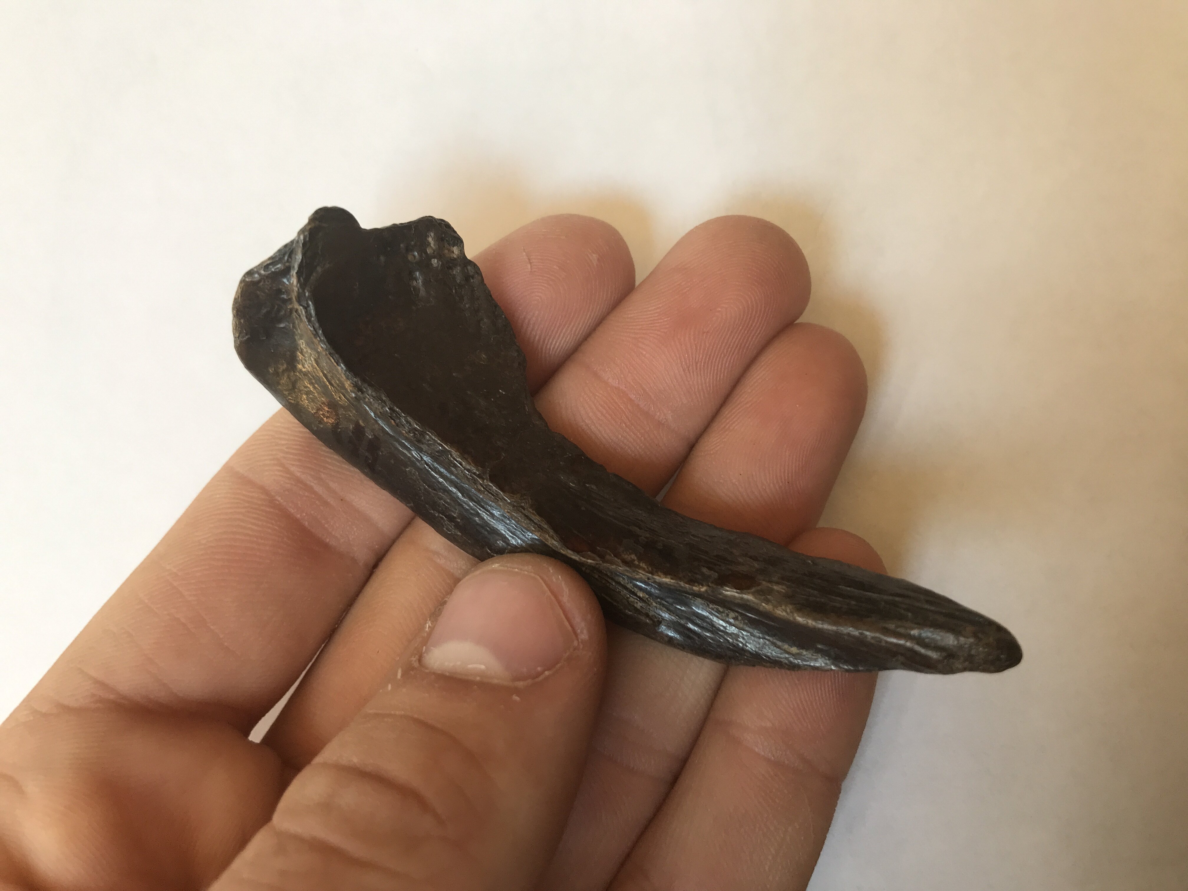 Pectoral fin spine. To what? - Fossil ID - The Fossil Forum