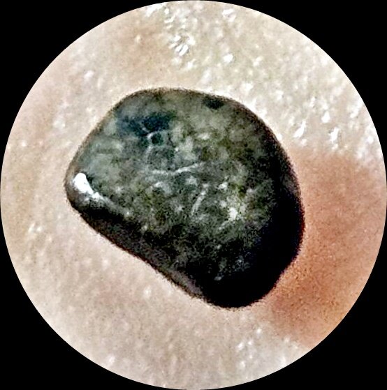 Need help identifying several microfossils from Big Brook, New