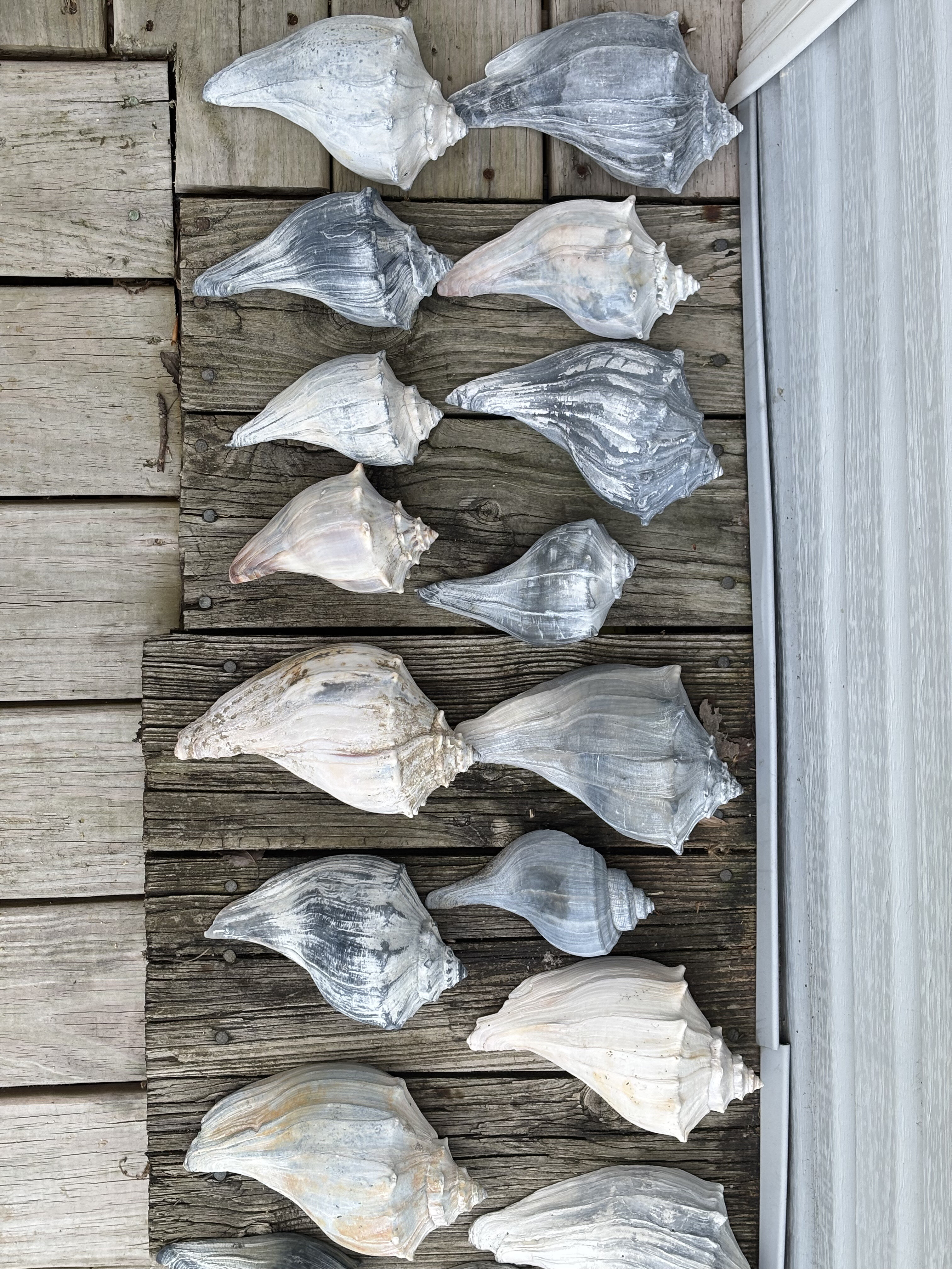 Field Report: Shells Galore and One Very Long Walk (Cedar Island, VA ...