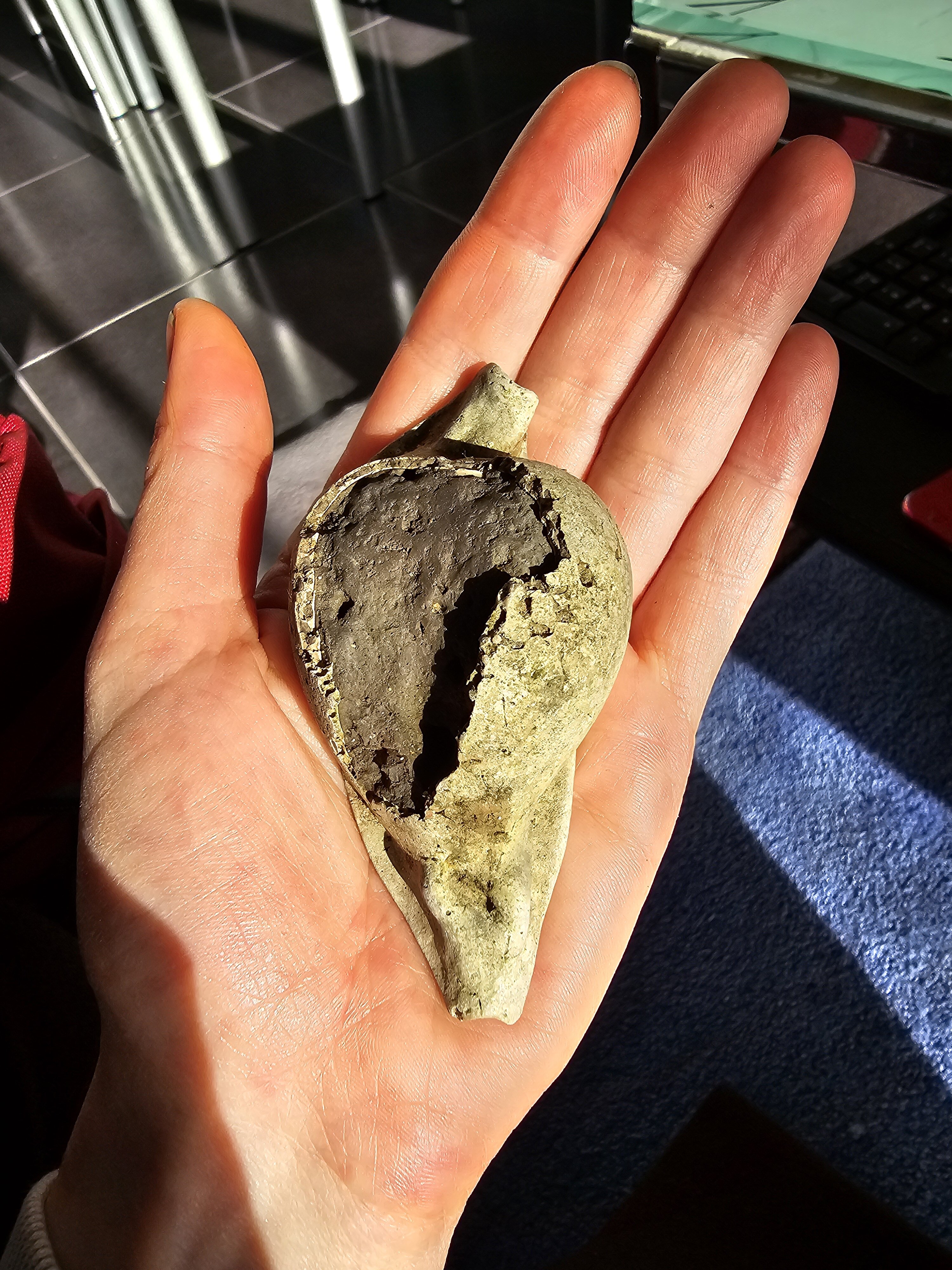 Cowrie shell fossil prep - Fossil Preparation - The Fossil Forum