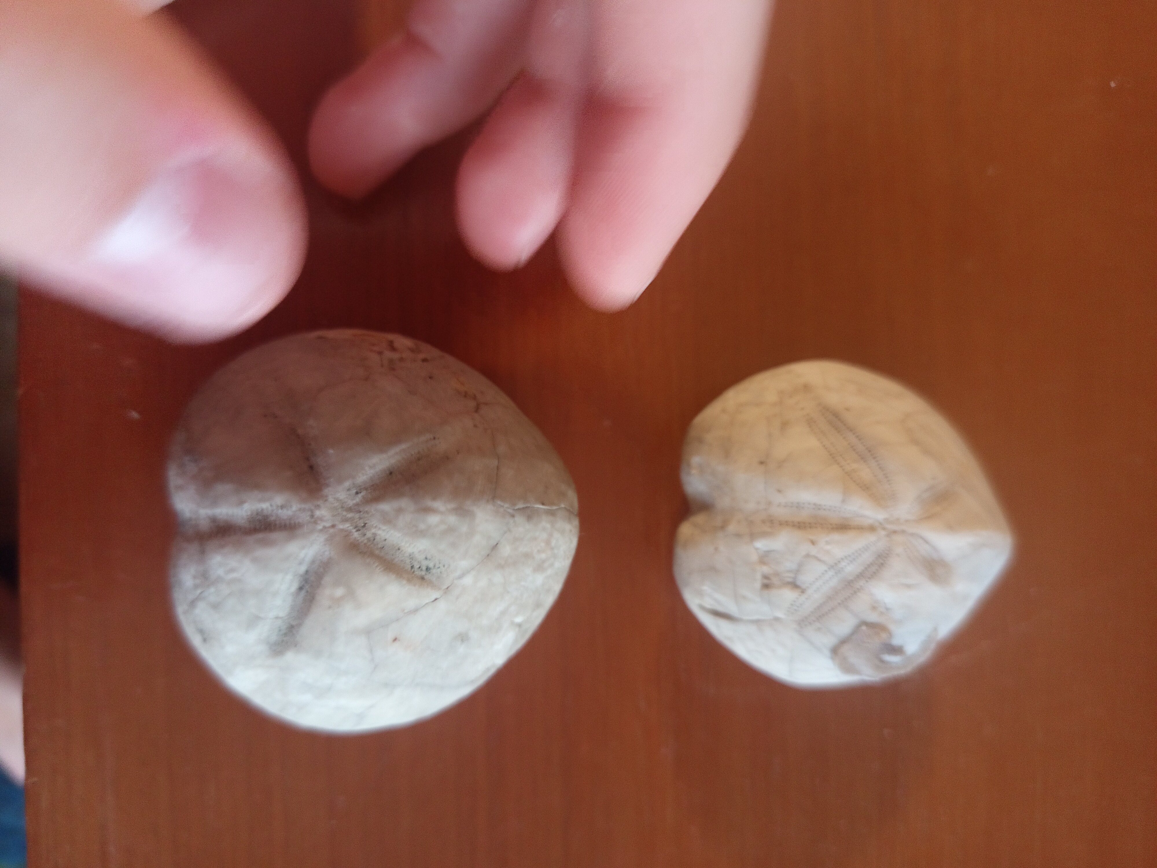Micraster id - Fossil ID - The Fossil Forum