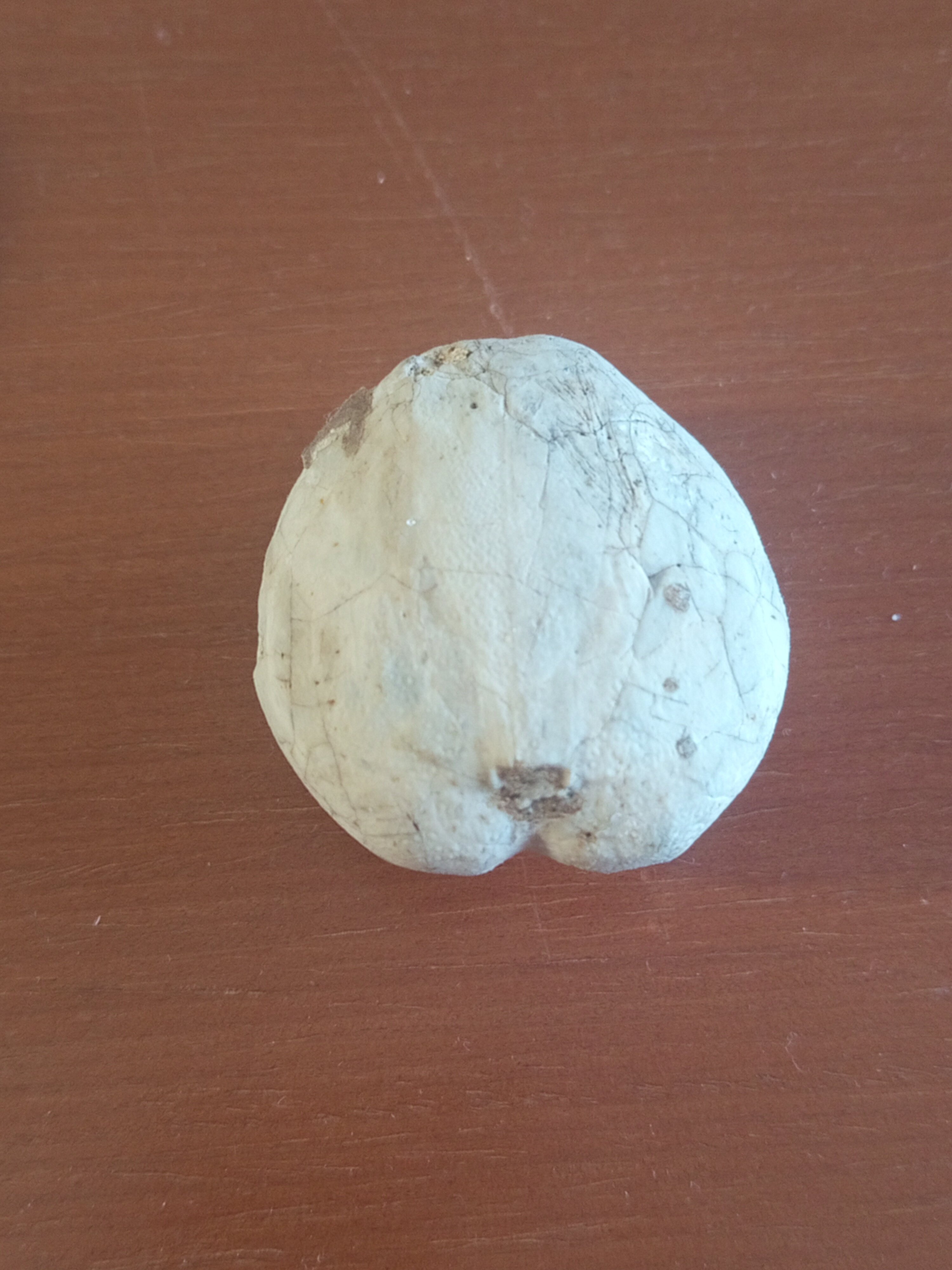Micraster id - Fossil ID - The Fossil Forum