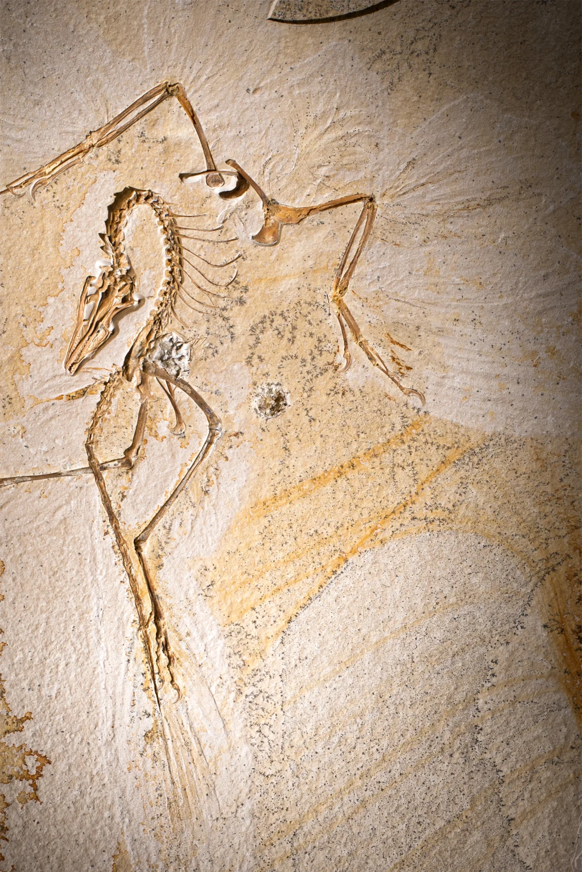 A rare Archaeopteryx fossil was kept from scientists for decades