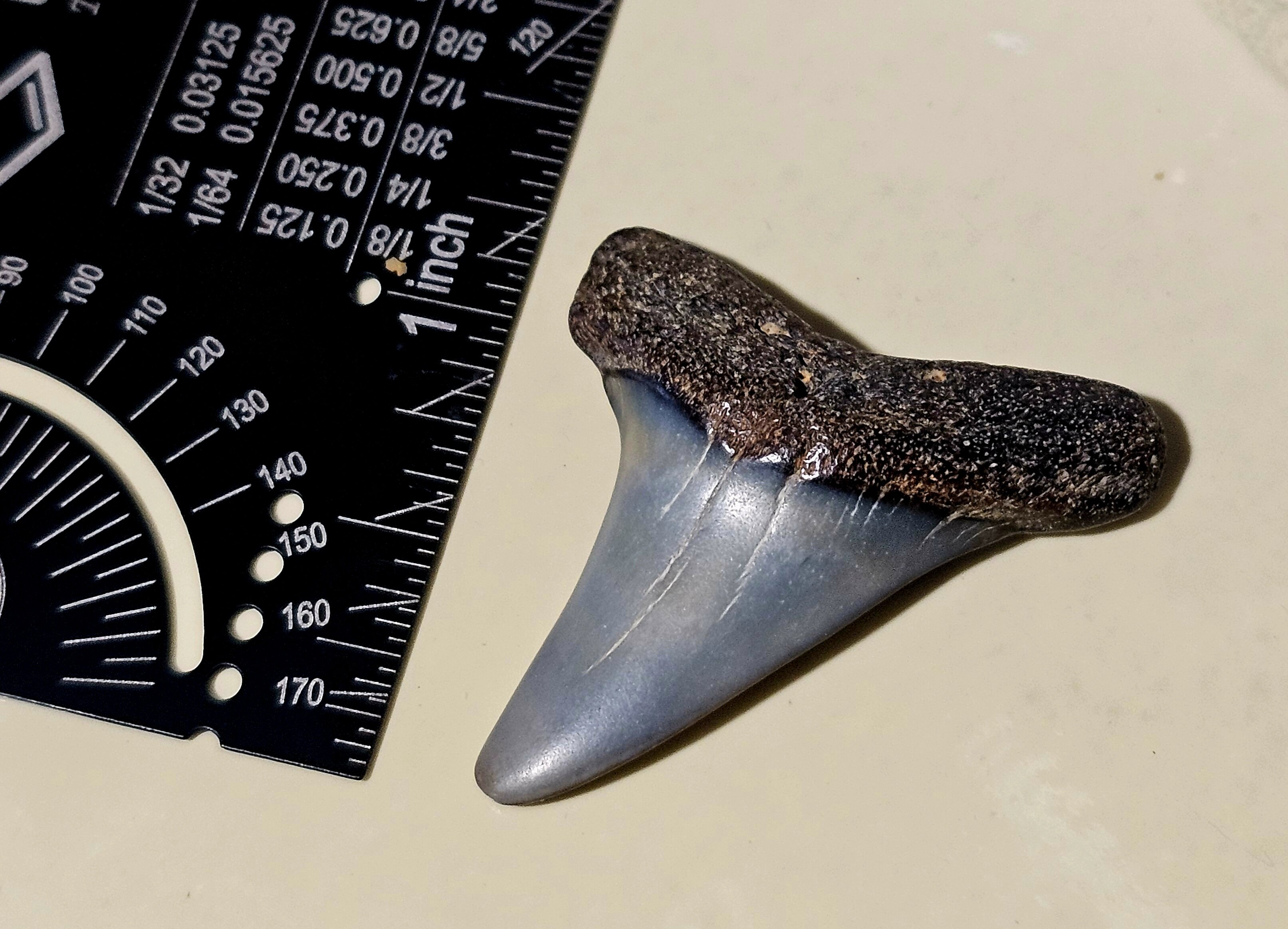 ID - Alopias Grandis? - Fossil ID - The Fossil Forum