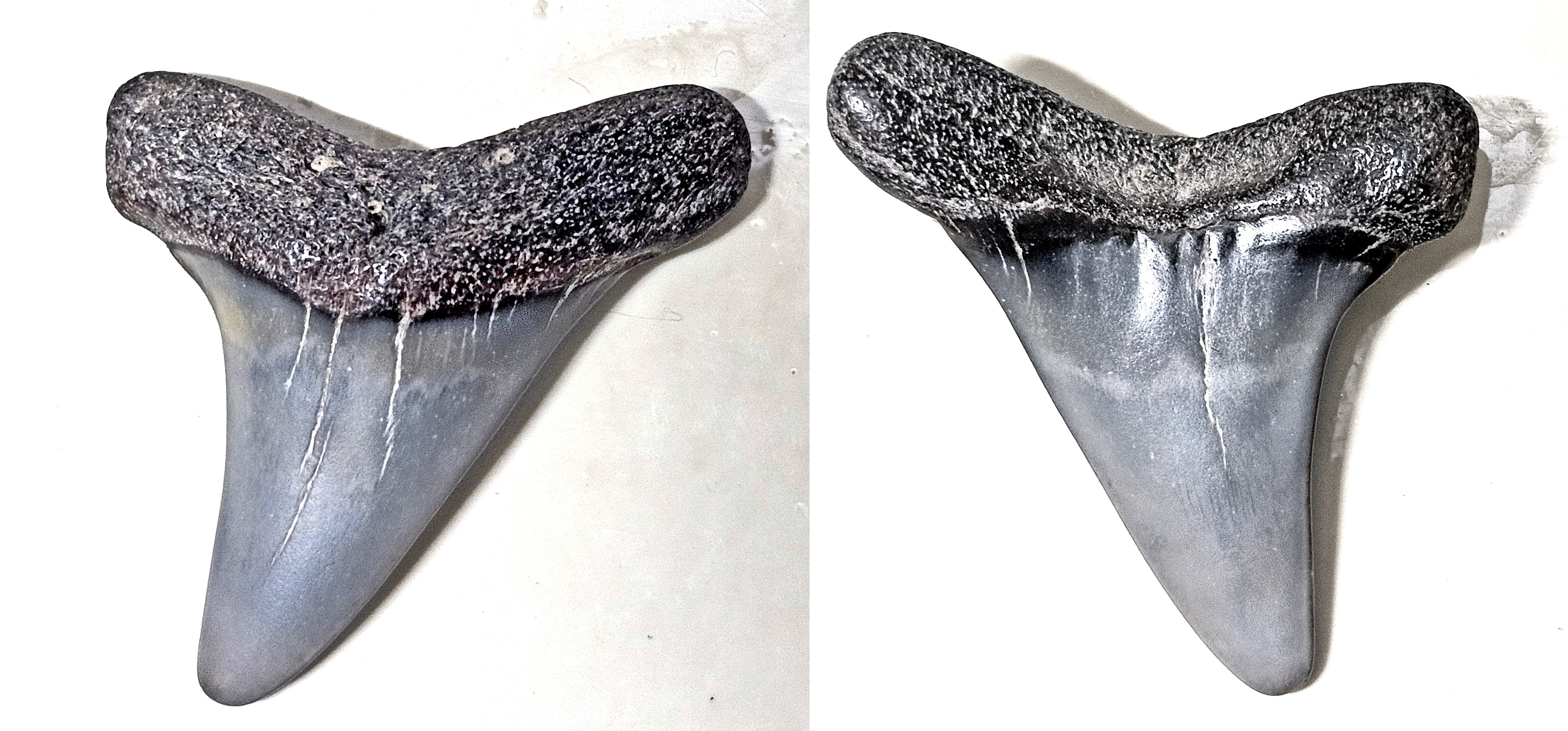 ID - Alopias Grandis? - Fossil ID - The Fossil Forum