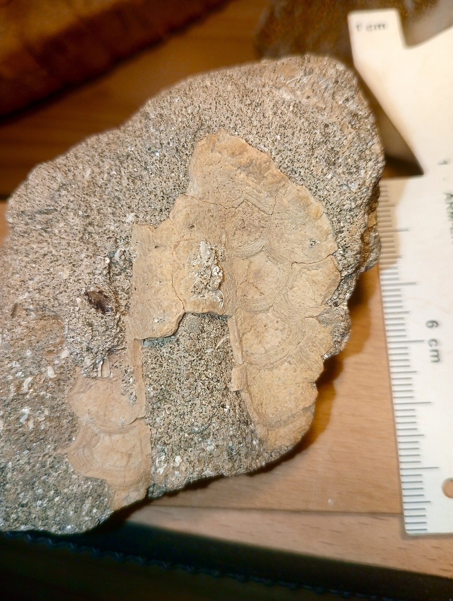 Neogene fish scales? From Antwerp, Belgium - Fossil ID - The Fossil Forum