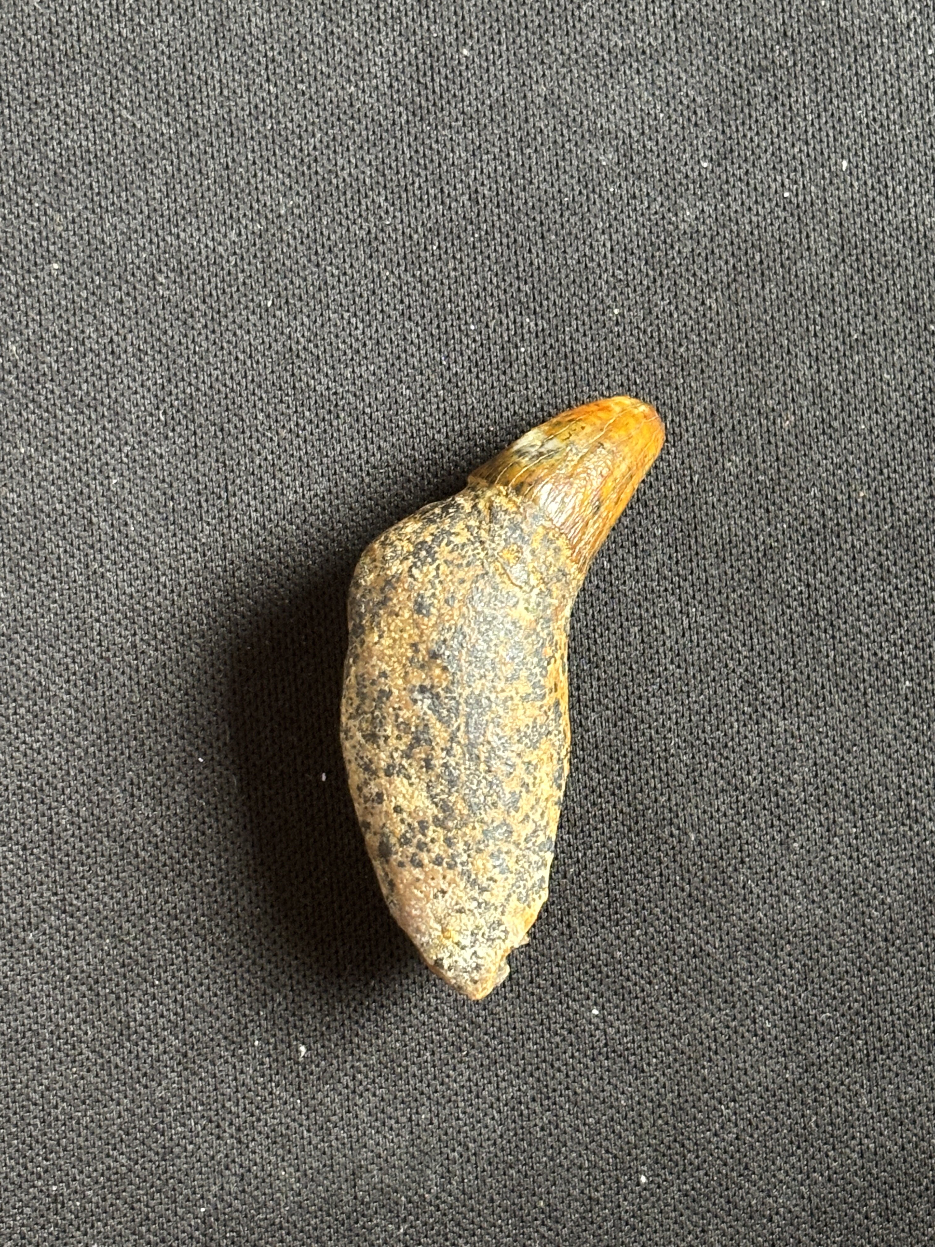 COLONISTA OMAN10　Bluebell＆Whit Odontocete tooth ID - Fossil ID - The Fossil Forum