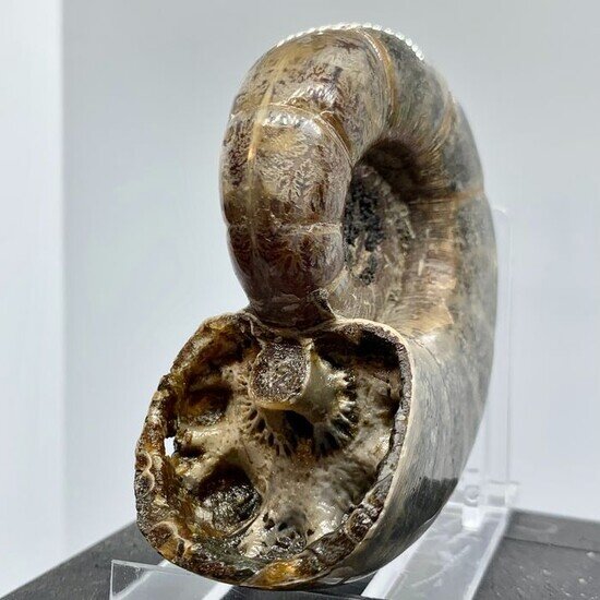 Shells - Fossil ID - The Fossil Forum