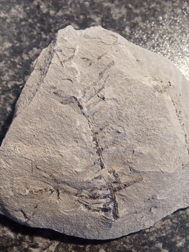 Roots Raceview Formation - Triassic - The Fossil Forum