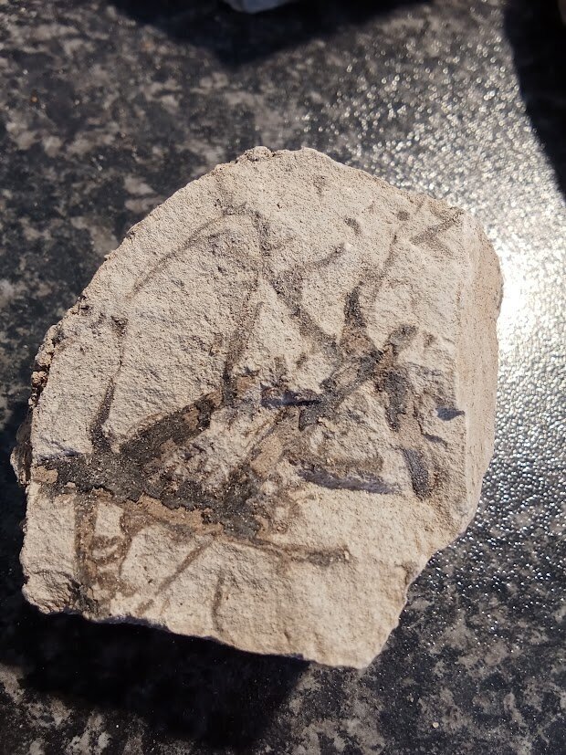 Roots Raceview Formation - Triassic - The Fossil Forum