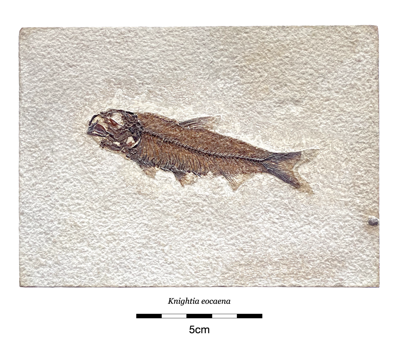 Knightia eocaena - Member Collections - The Fossil Forum