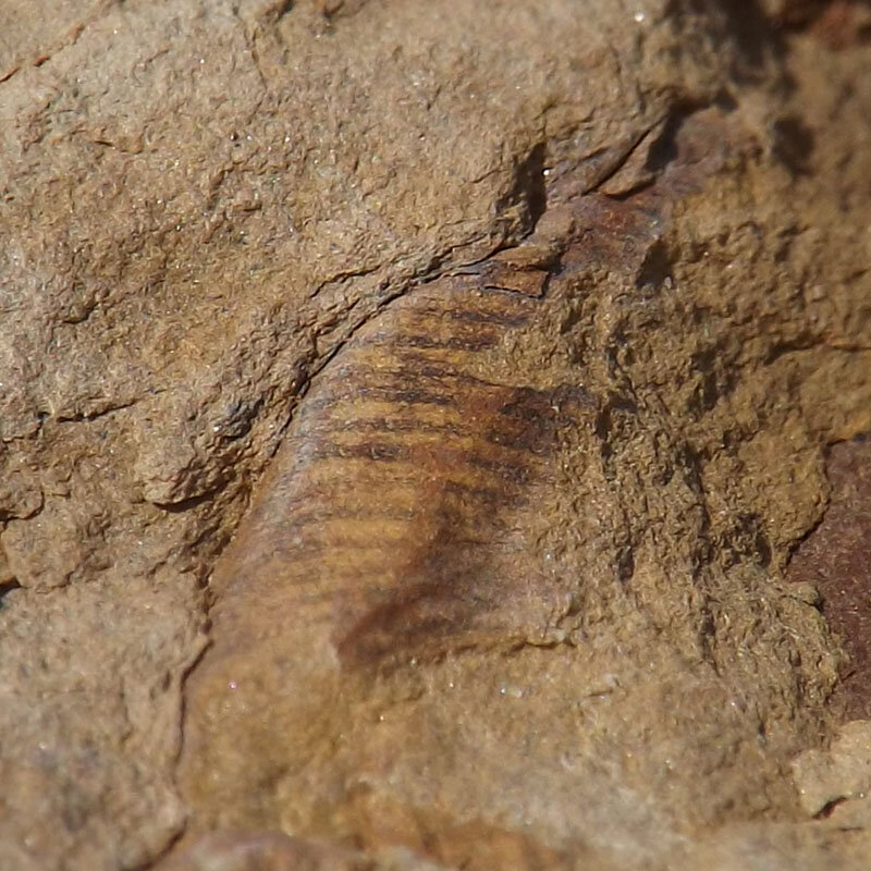 Millipede? Worm? Eastern KY - Fossil ID - The Fossil Forum