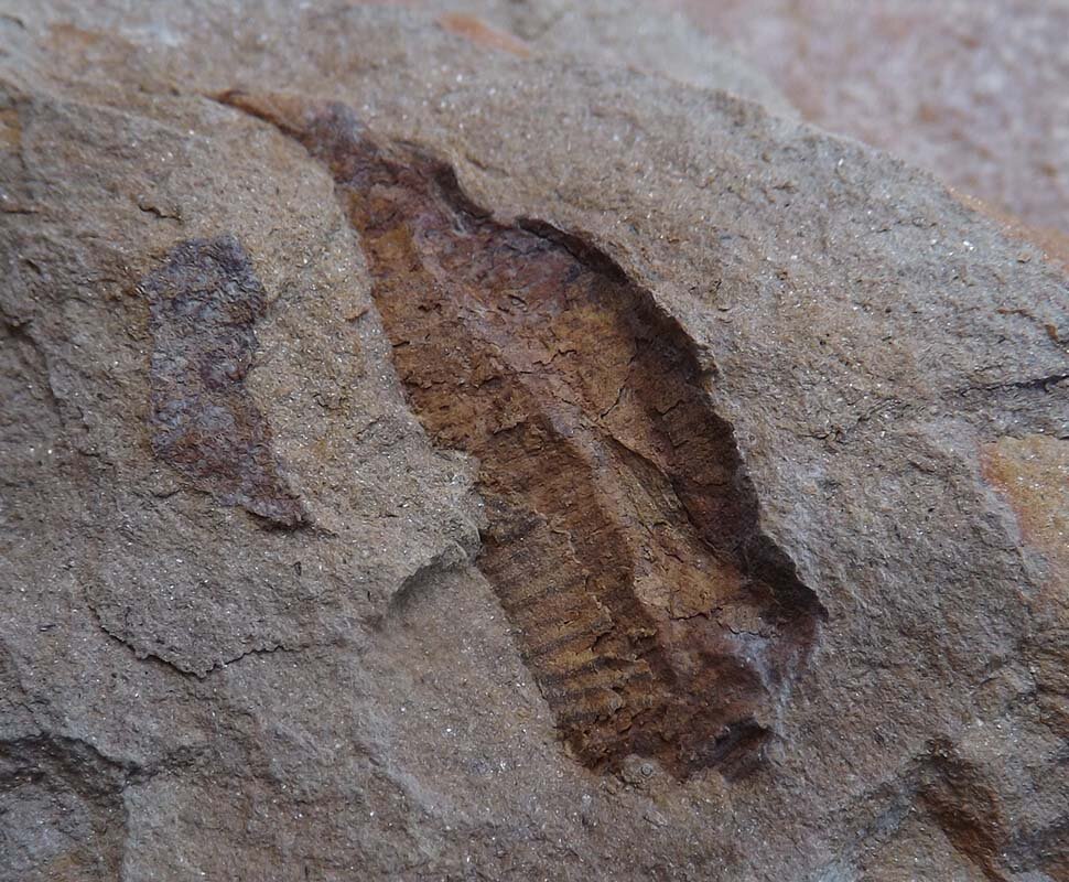 Millipede? Worm? Eastern KY - Fossil ID - The Fossil Forum