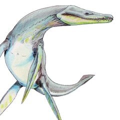Maxillary tooth morphology in Majungasaurus crenatissimus. A, Right