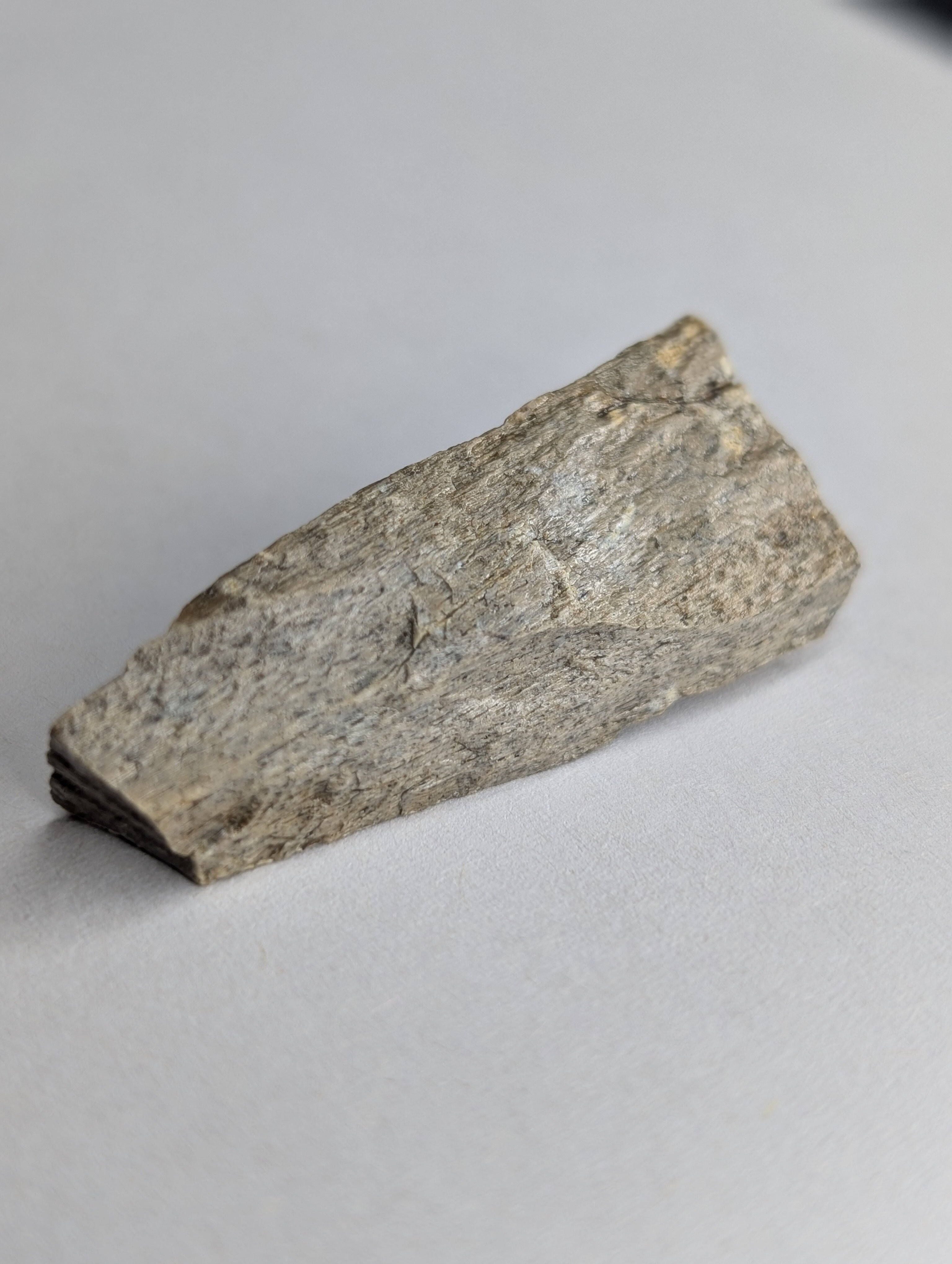 These were sold as T-Rex fragments, but I'm being told differently