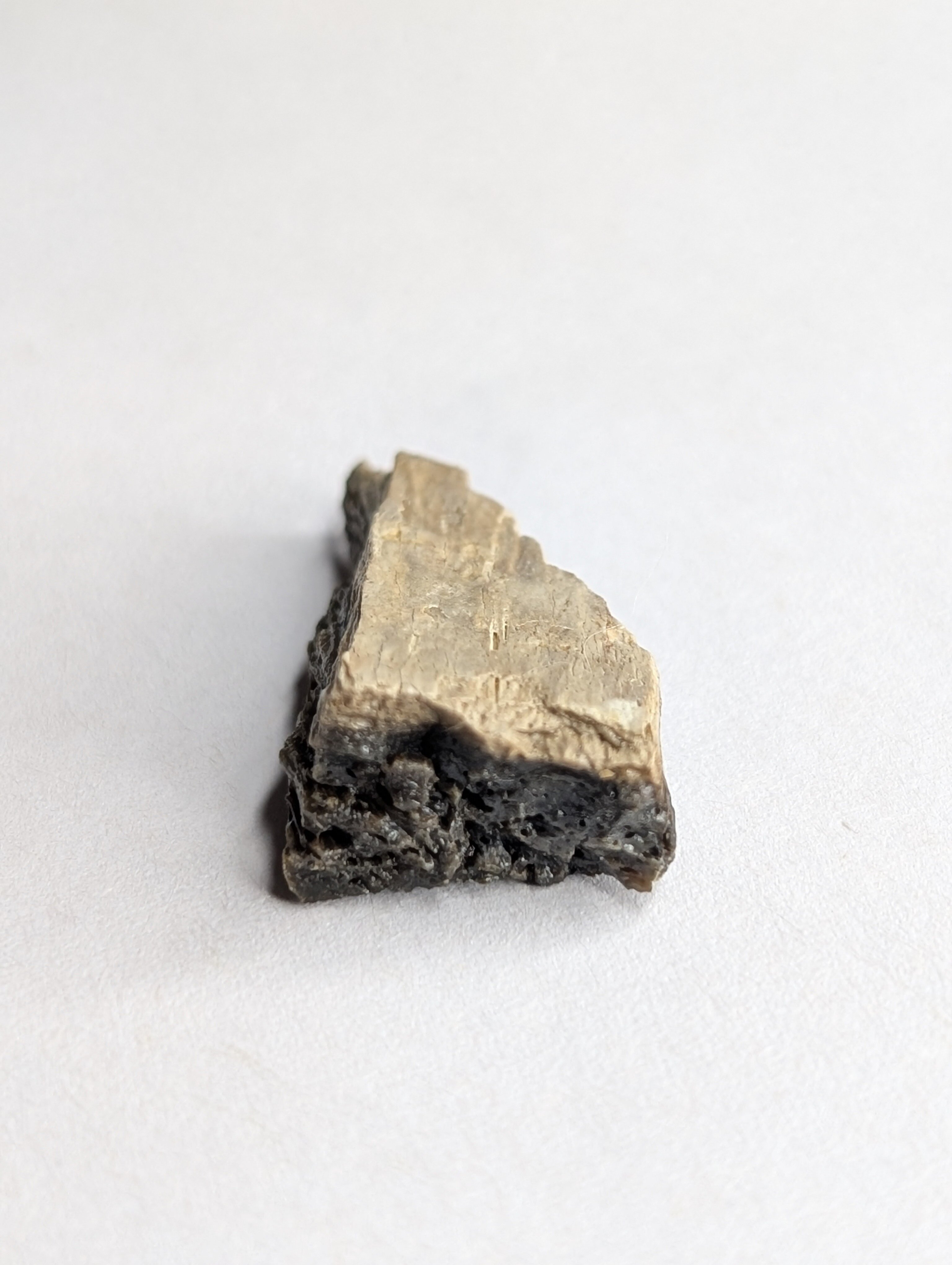 These were sold as T-Rex fragments, but I'm being told differently