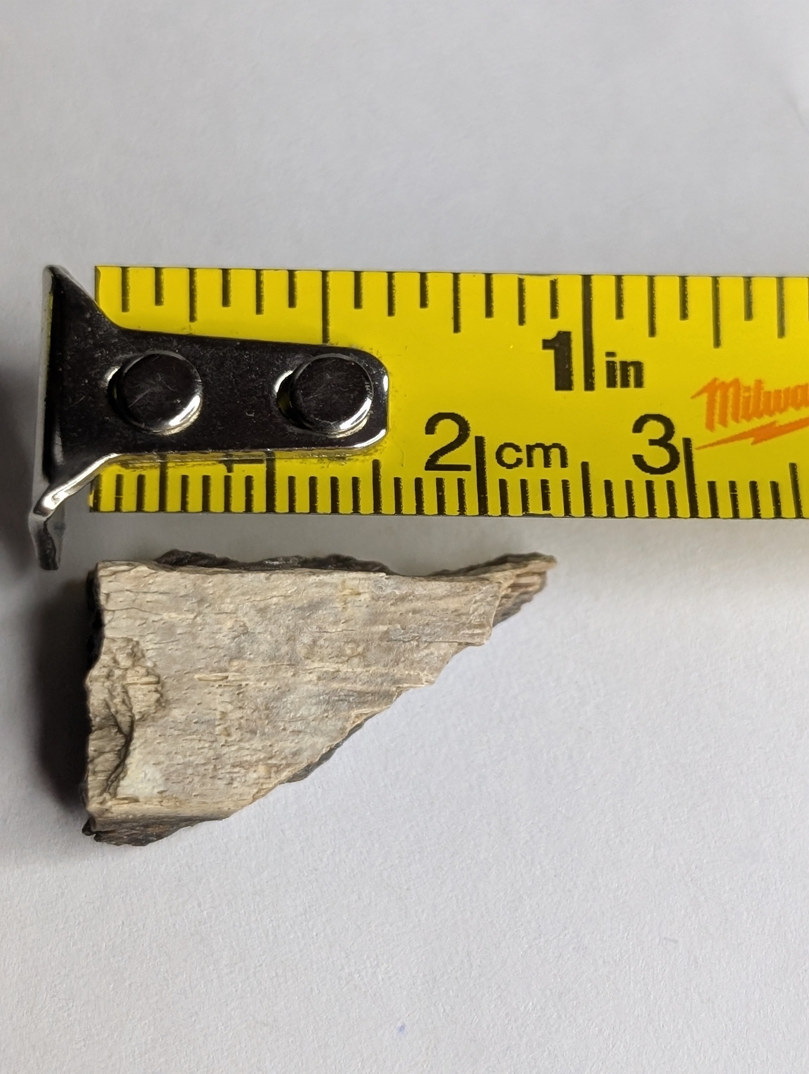 These were sold as T-Rex fragments, but I'm being told differently