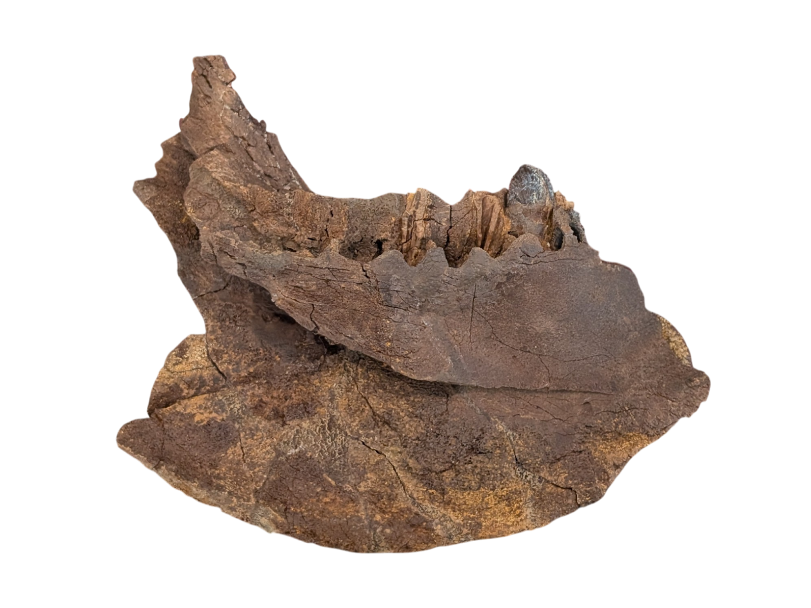 Dino Ben's Hell Creek Collection - Member Collections - The Fossil