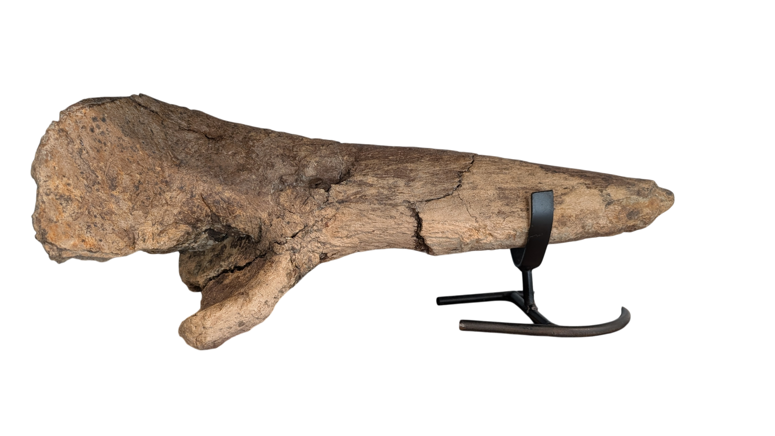 Dino Ben's Hell Creek Collection - Member Collections - The Fossil
