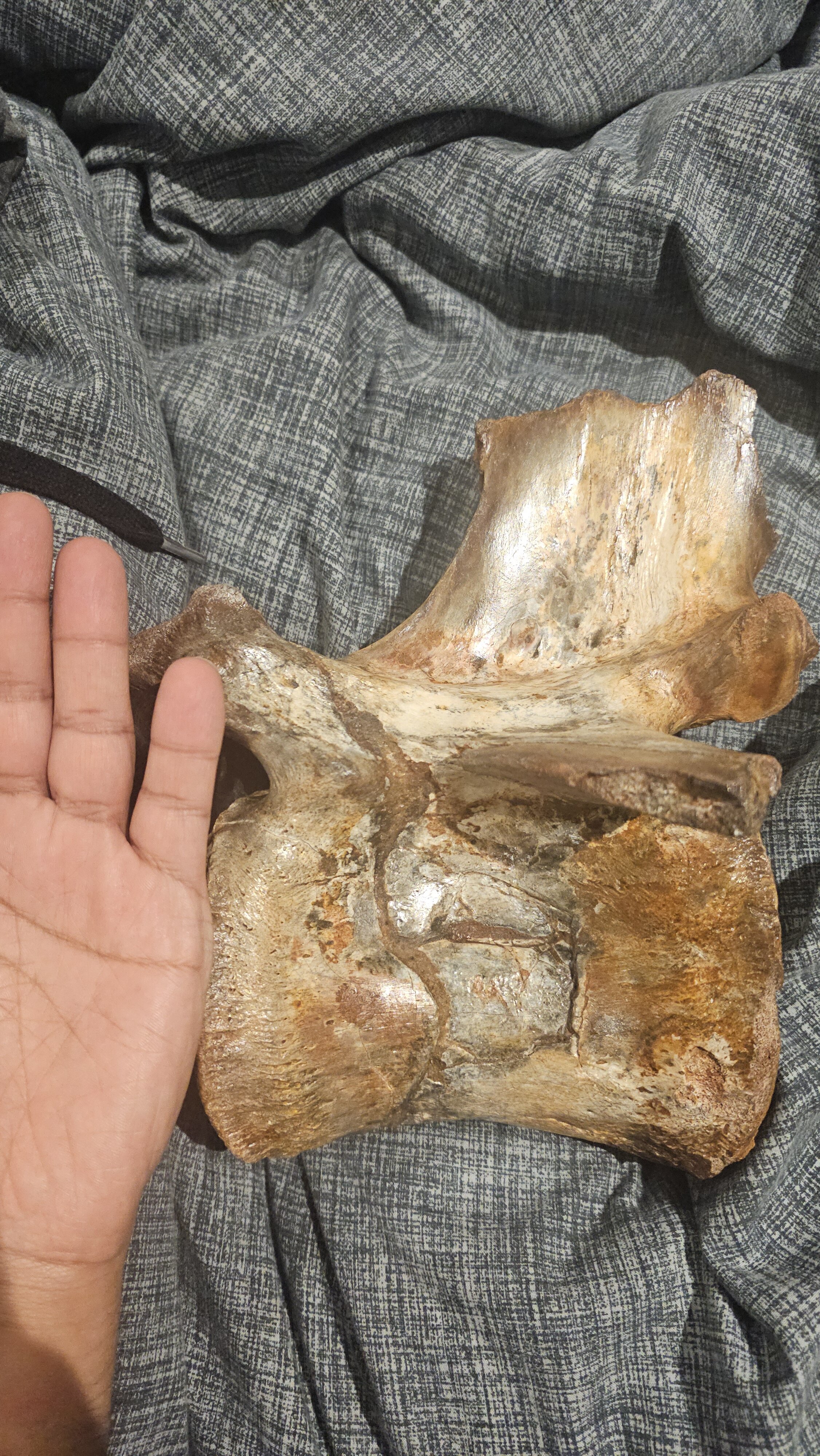 Kem Kem Vertebrae ID Thread - Fossil ID - The Fossil Forum