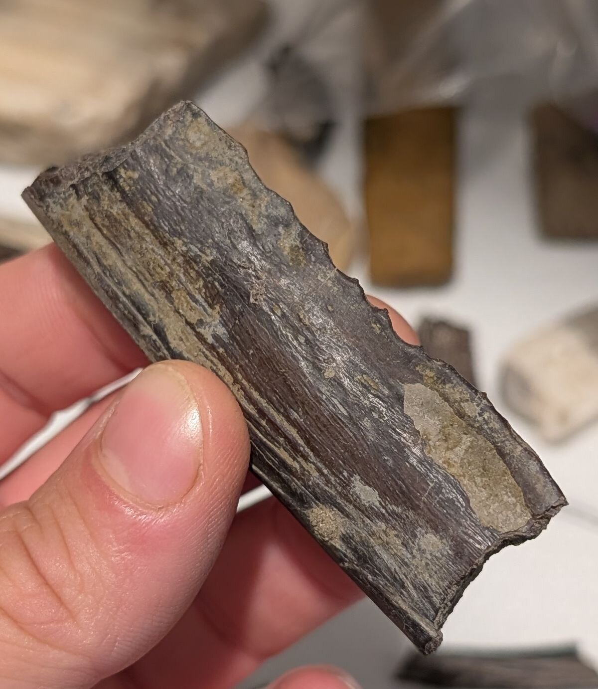 13-inch-long bone found at the North Sulphur River - Fossil ID