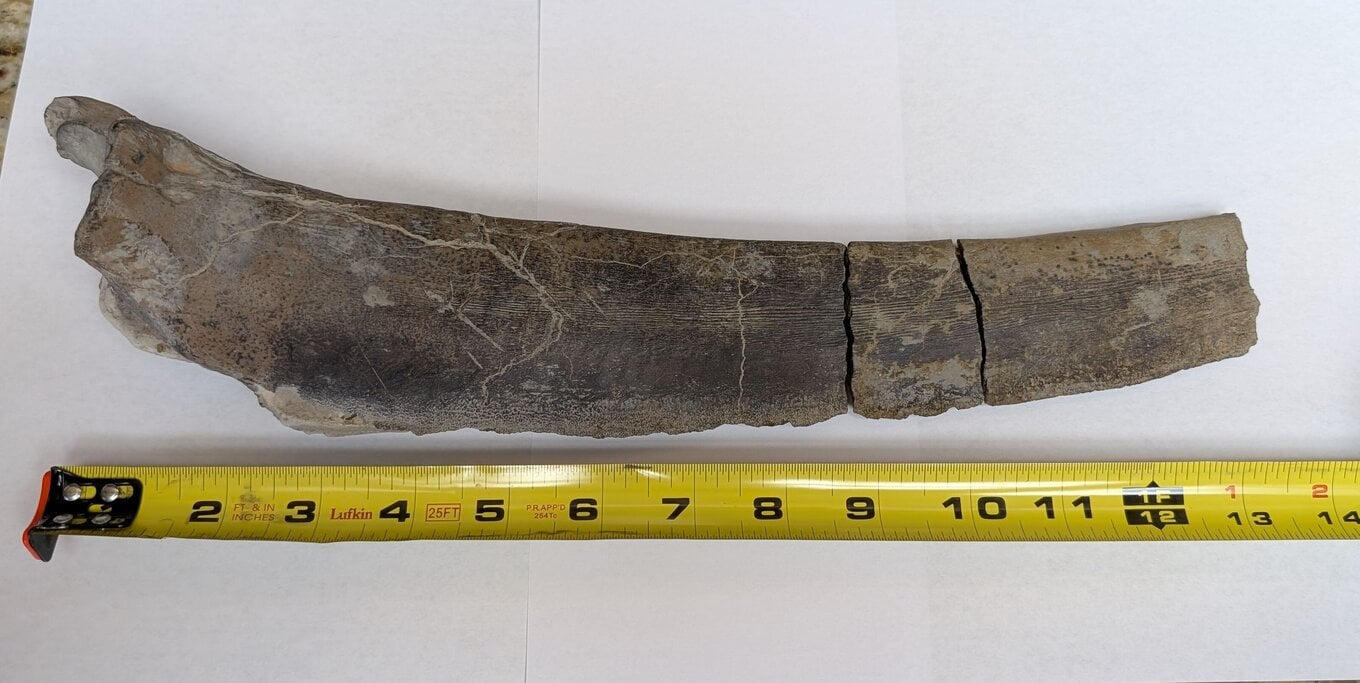 13-inch-long bone found at the North Sulphur River - Fossil ID