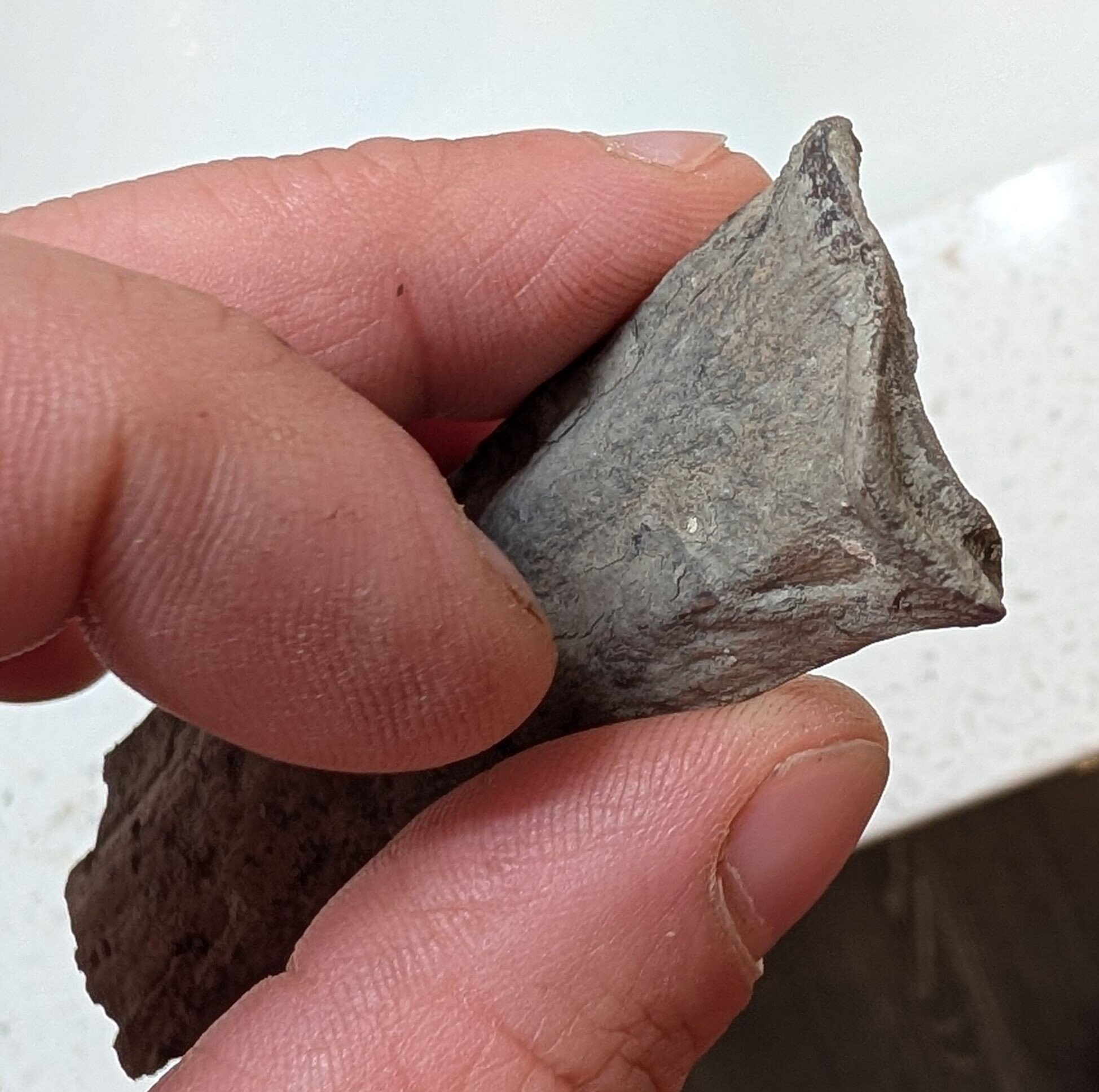 13-inch-long bone found at the North Sulphur River - Fossil ID