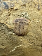 Naraoia spinosa - Member Collections - The Fossil Forum
