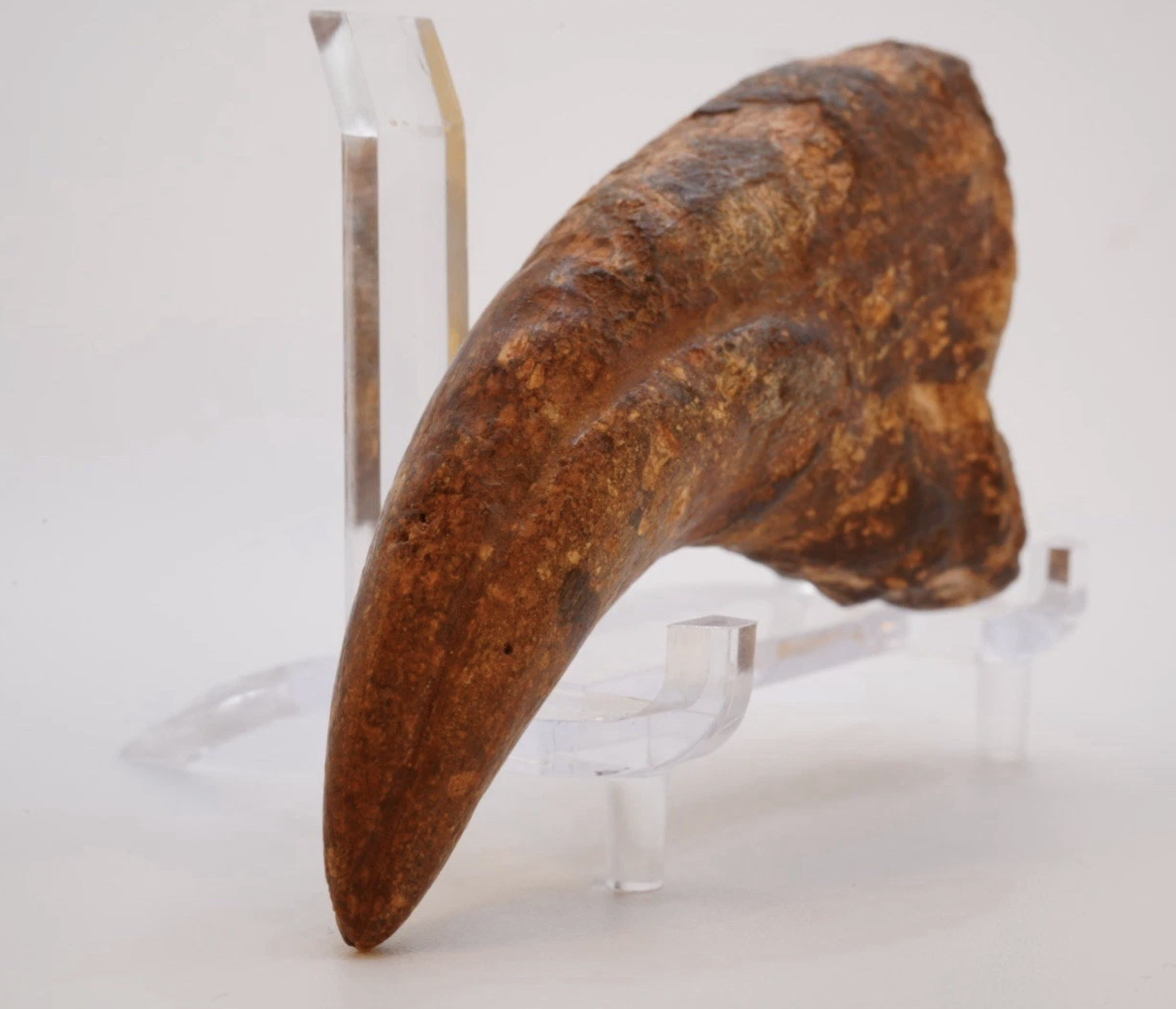 Afrovenator dinosaur claw fossil - Is It Real? How to Recognize