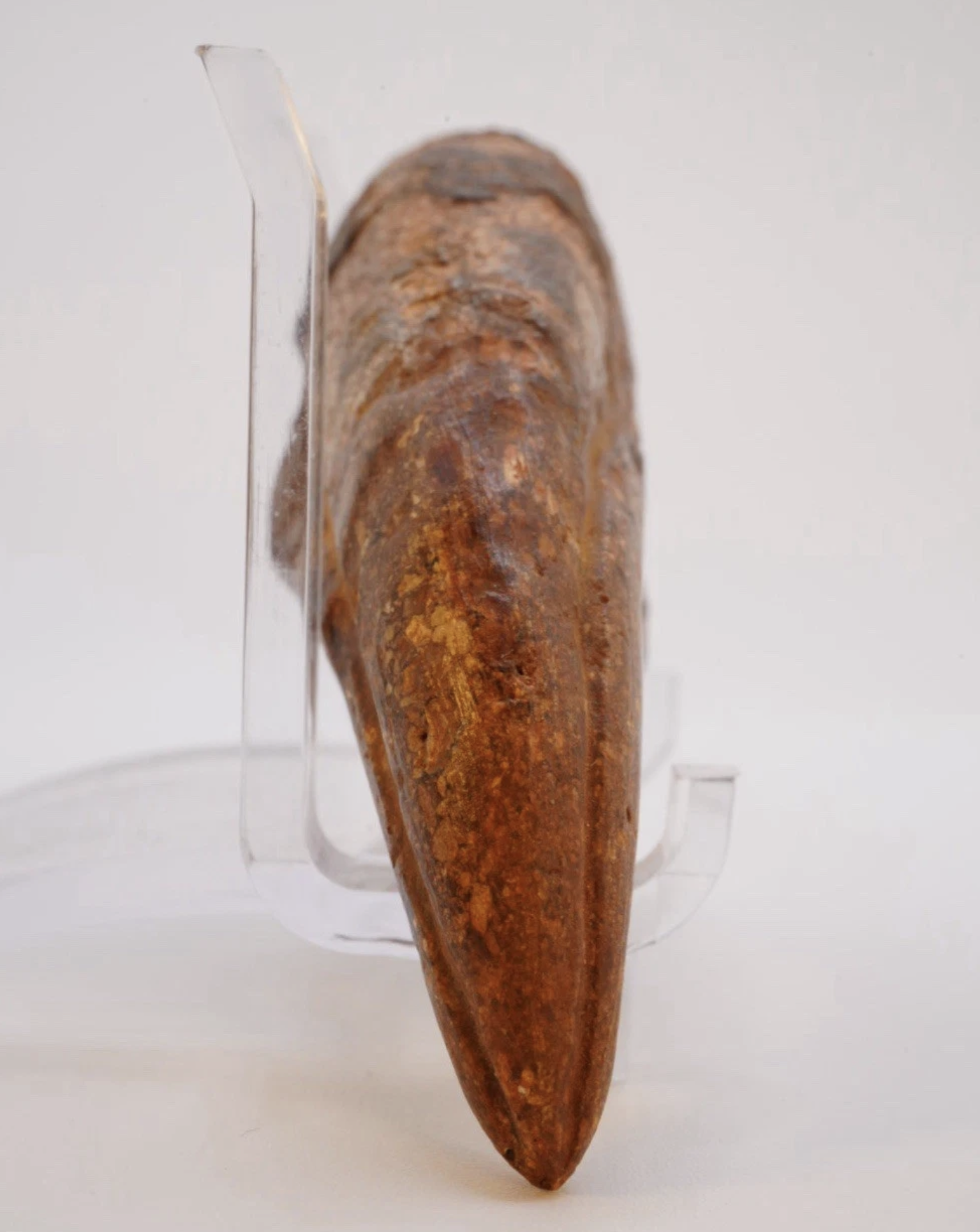 Afrovenator dinosaur claw fossil - Is It Real? How to Recognize