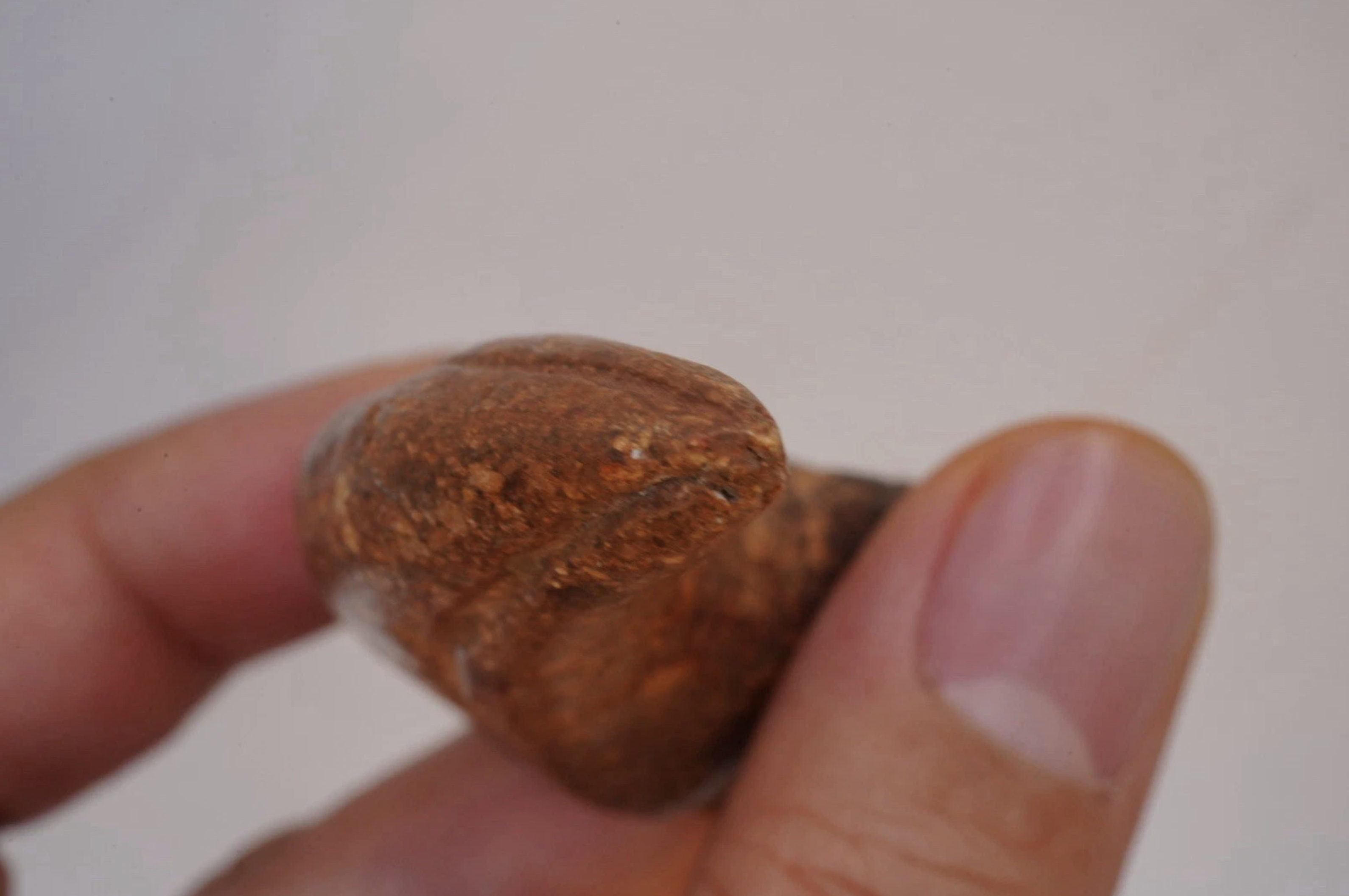 Afrovenator dinosaur claw fossil - Is It Real? How to Recognize