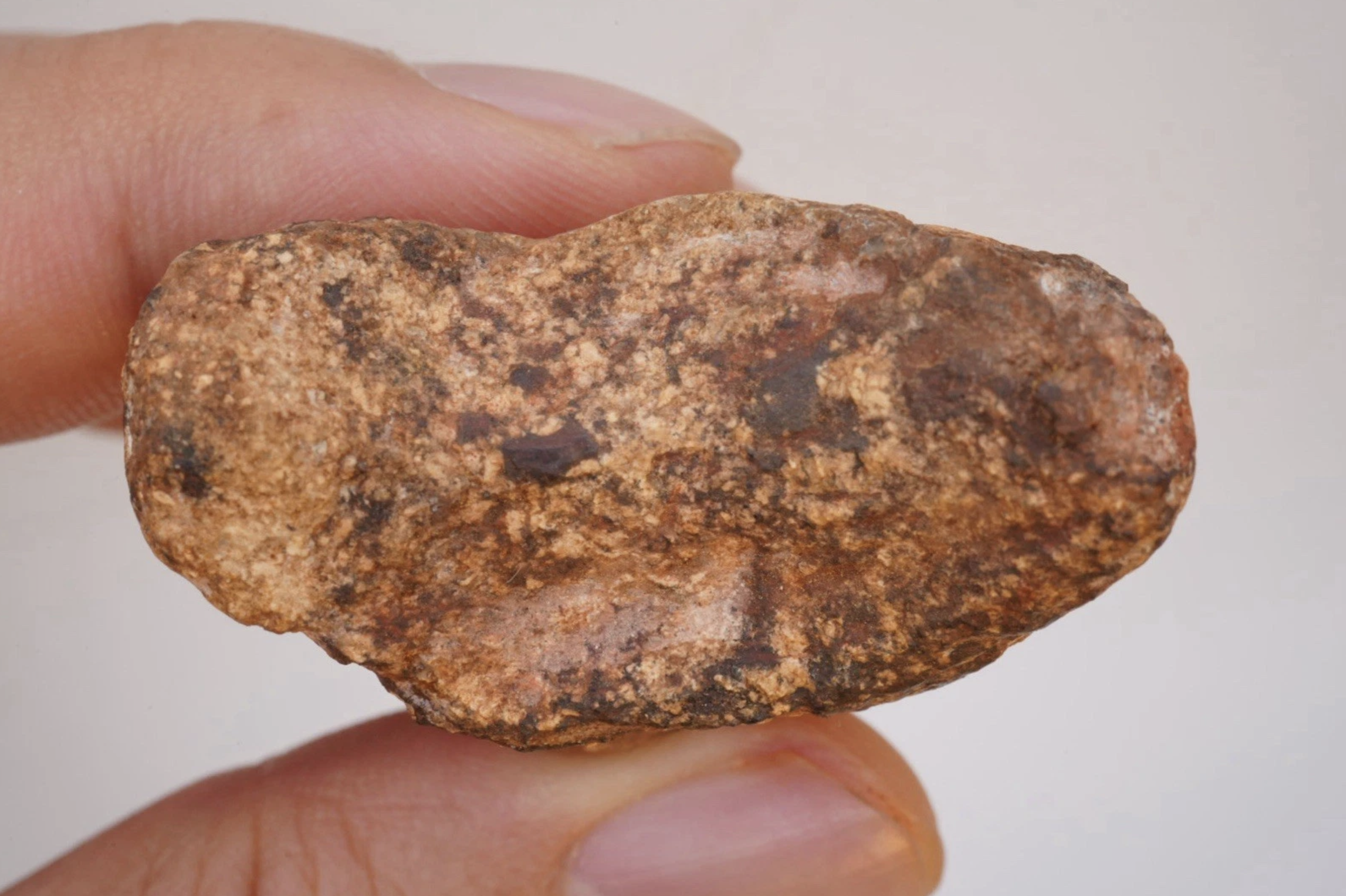 Afrovenator dinosaur claw fossil - Is It Real? How to Recognize