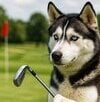 CF _ The Golf Guy