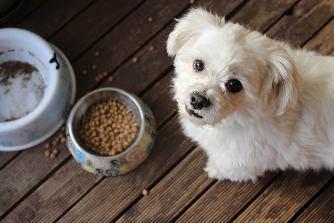 Carne para Perros Cruda o Cocida: ¿Cuál es Mejor? - Diseño Web a Medida ...