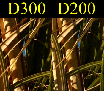 Can't decide between Nikon D200 or Nikon D300? - Nikon Can't decide between Nikon D200 or Nikon D300? - Nikon