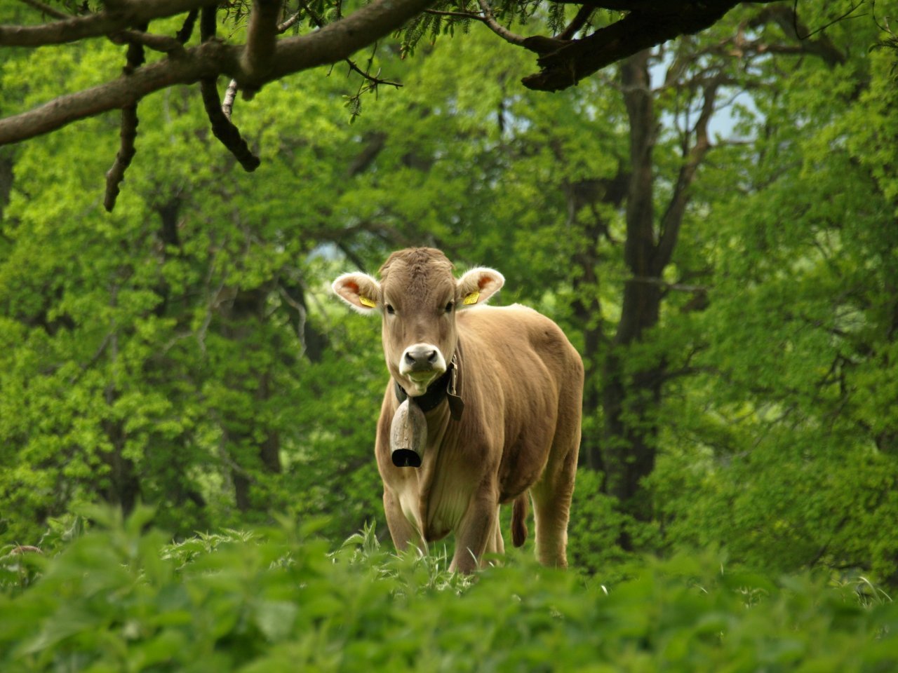 Cow in South Bavaria, Germany - Landscape - Photo.net