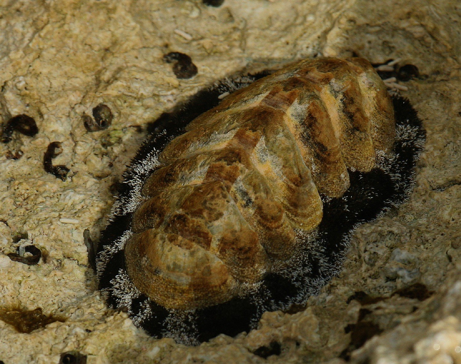 Fuzzy Chiton Acanthopleura Granulata Nature Photo fuzzy-chiton-acanthopleura-granulata-nature-photo