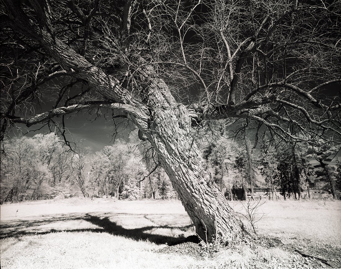 Arboretum Trees - Landscape - Photo.net