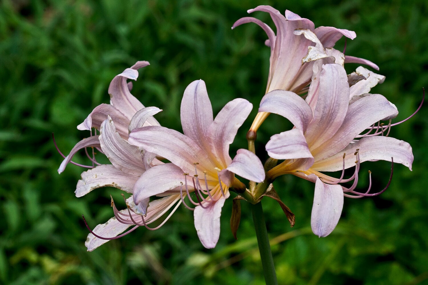 naked ladies - Flower - Photo.net