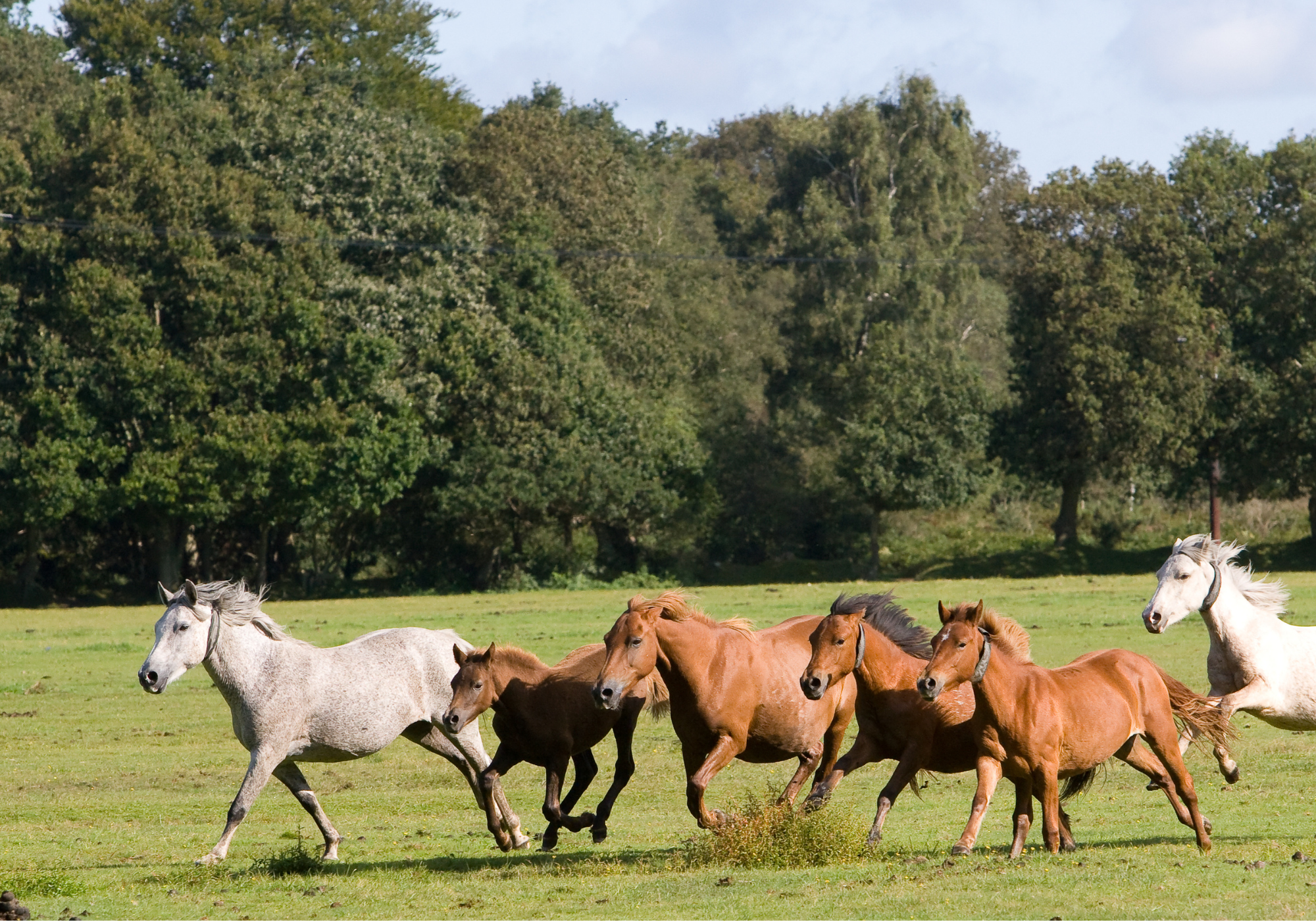 Christmas NFPEC & FE Open Show (NFED Event Diary)